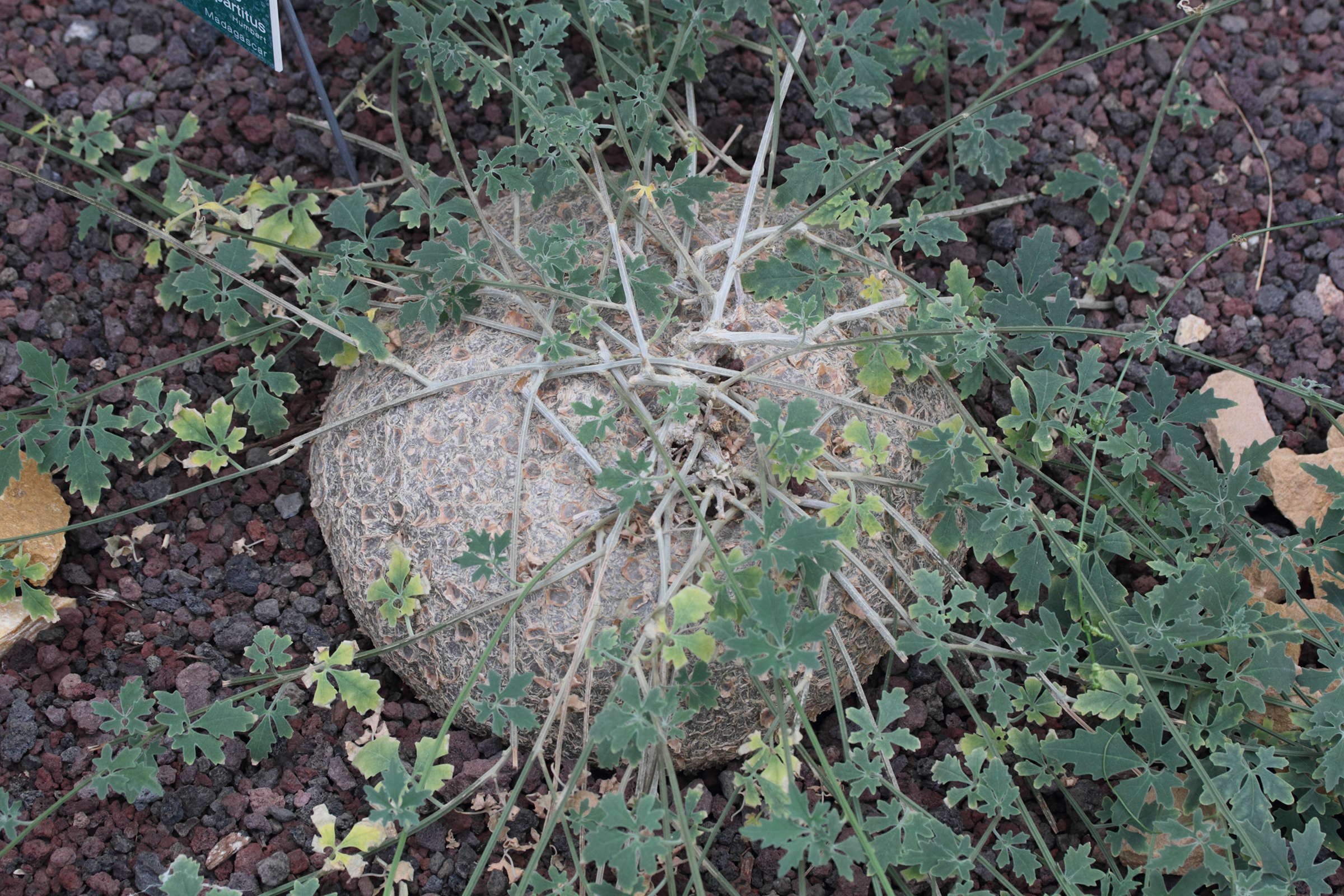 xerosicyos_tripartitus1md