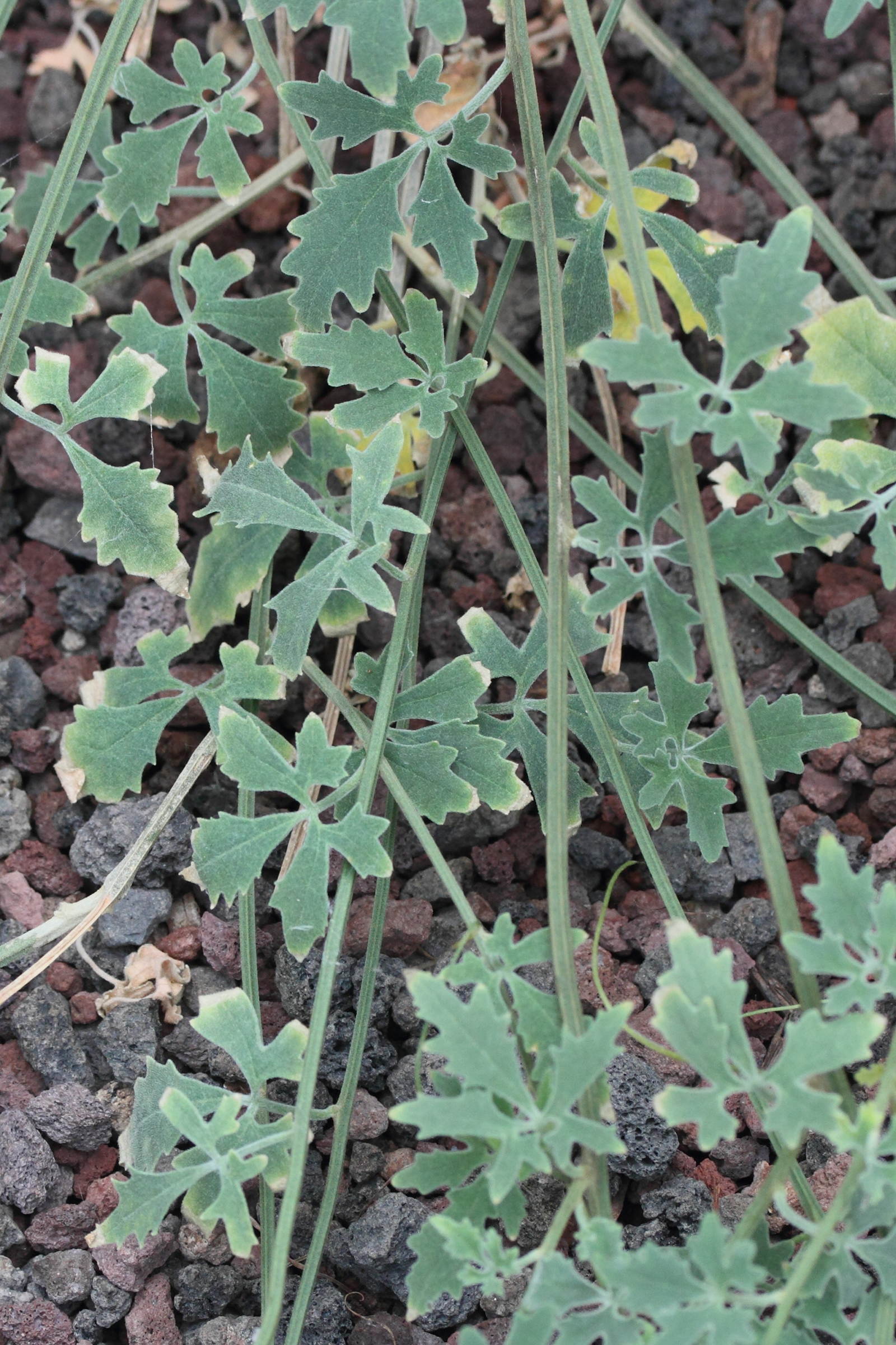 xerosicyos_tripartitus2md