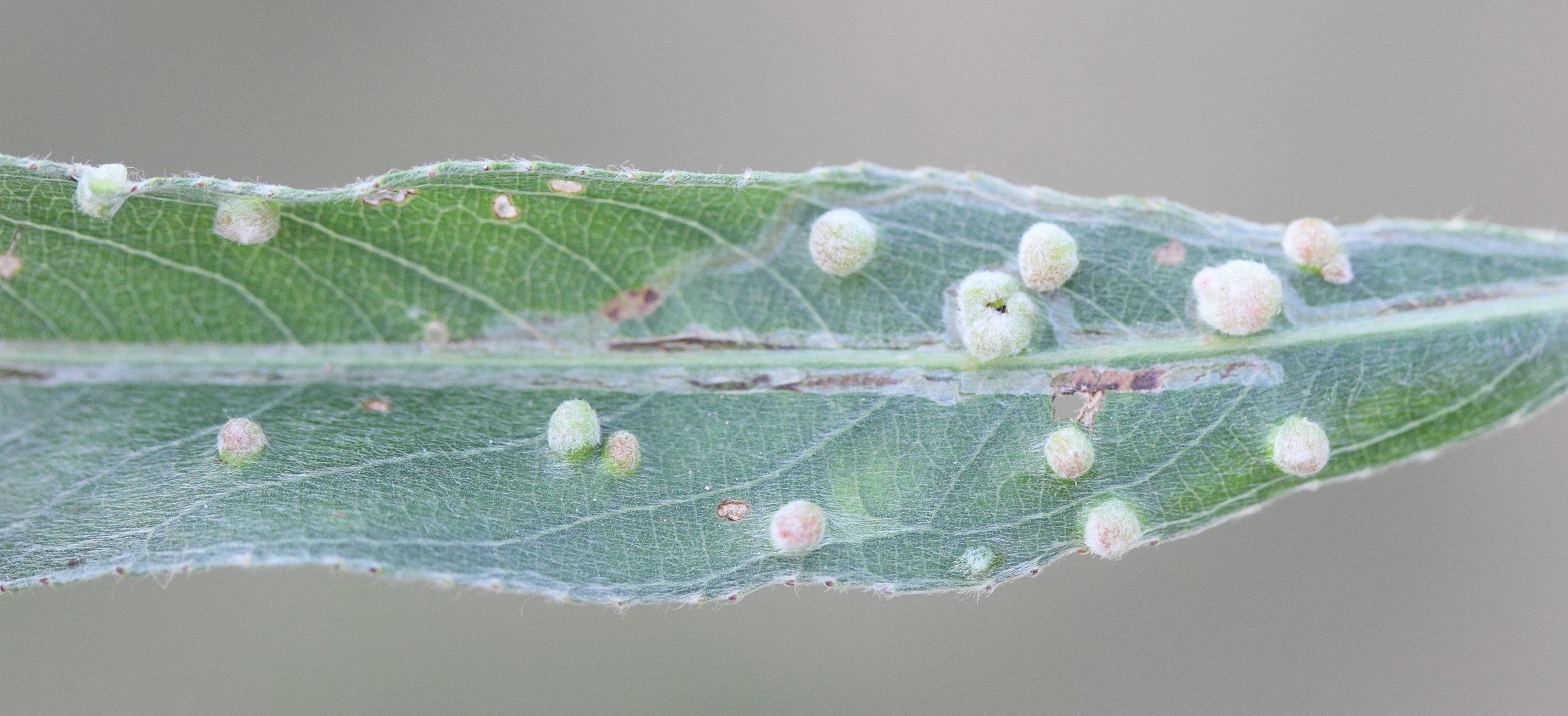 aceria_tetanothrix4md