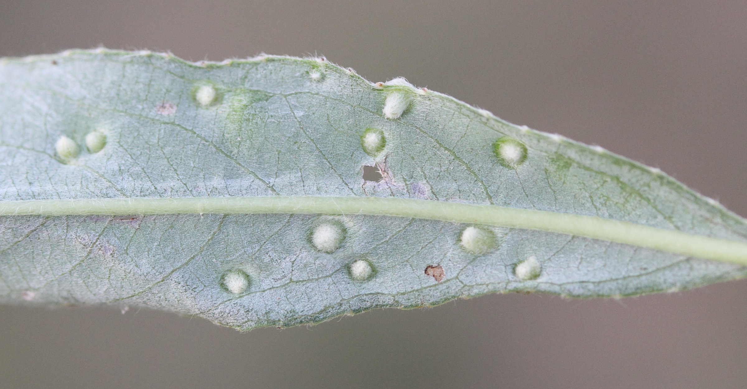 aceria_tetanothrix5md