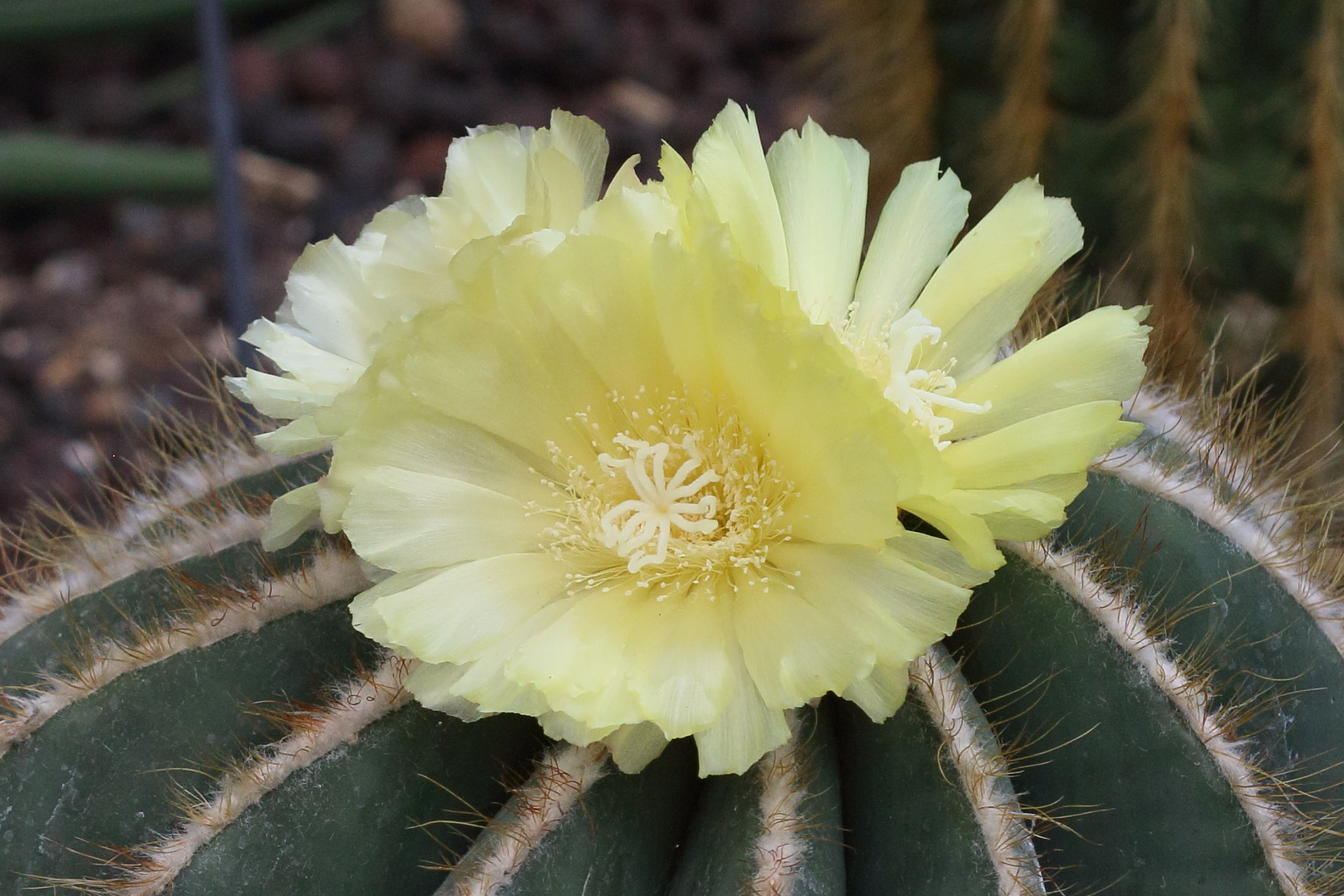 parodia_mammulosa2bd