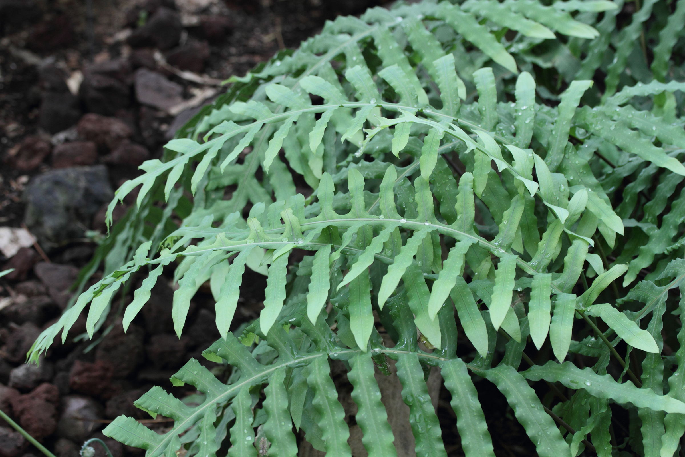 phlebodium_areolatum1md