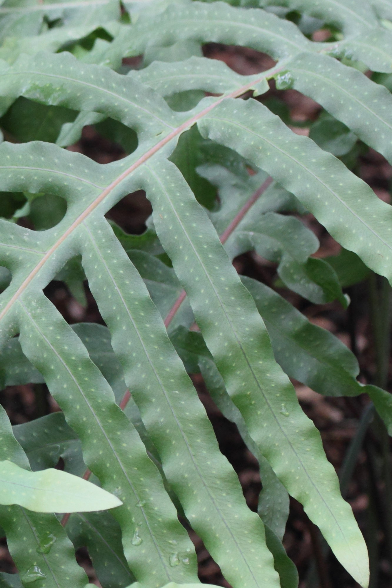 phlebodium_areolatum2md