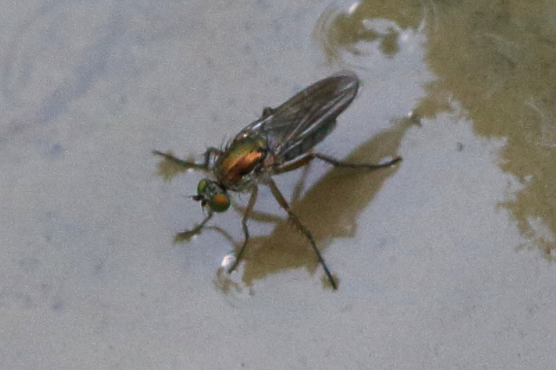 Afficher le média poecilobothrus_nobilitatus4bd poecilobothrus_nobilitatus4bd