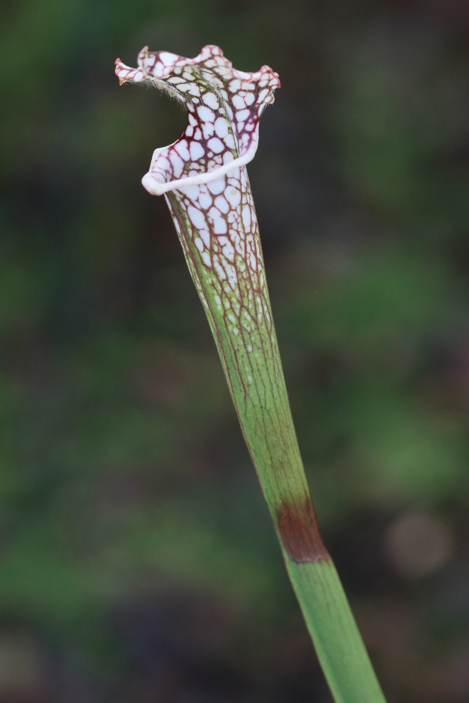 Afficher le média sarracenia_leucophylla3bd sarracenia_leucophylla3bd