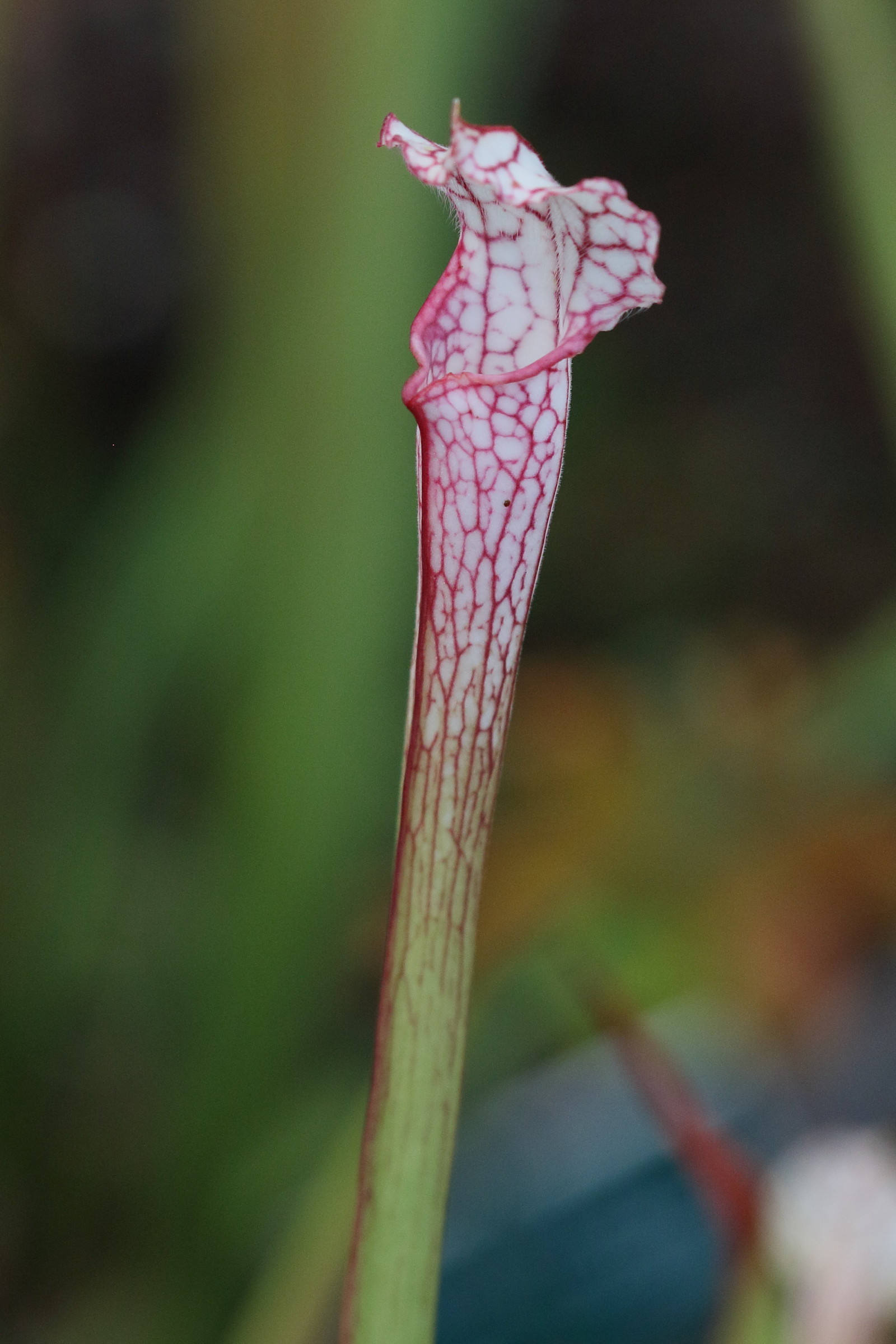 Afficher le média sarracenia_leucophylla4bd sarracenia_leucophylla4bd