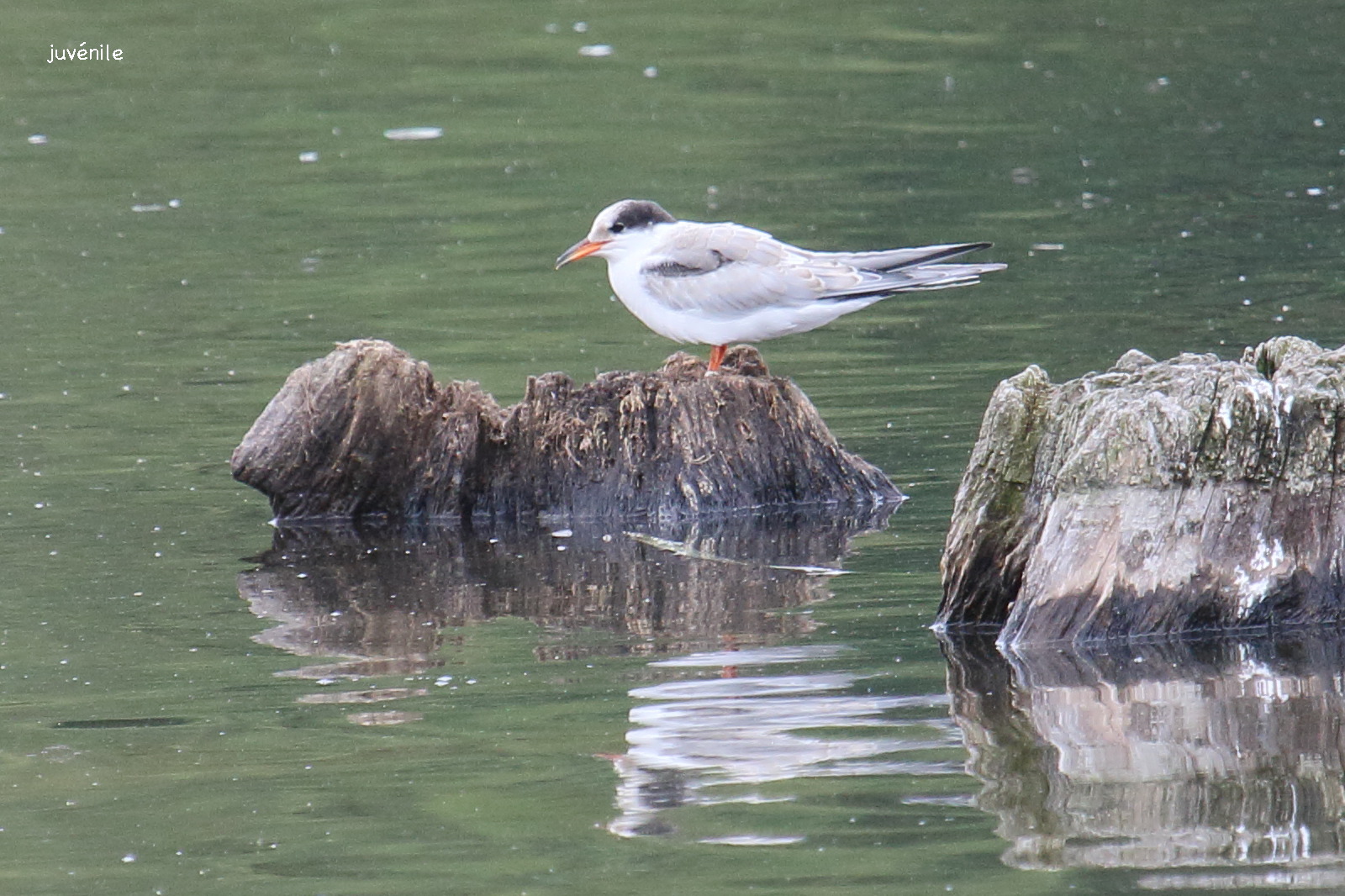 sterne_pierregarin_-_sterna_hirundo8bd