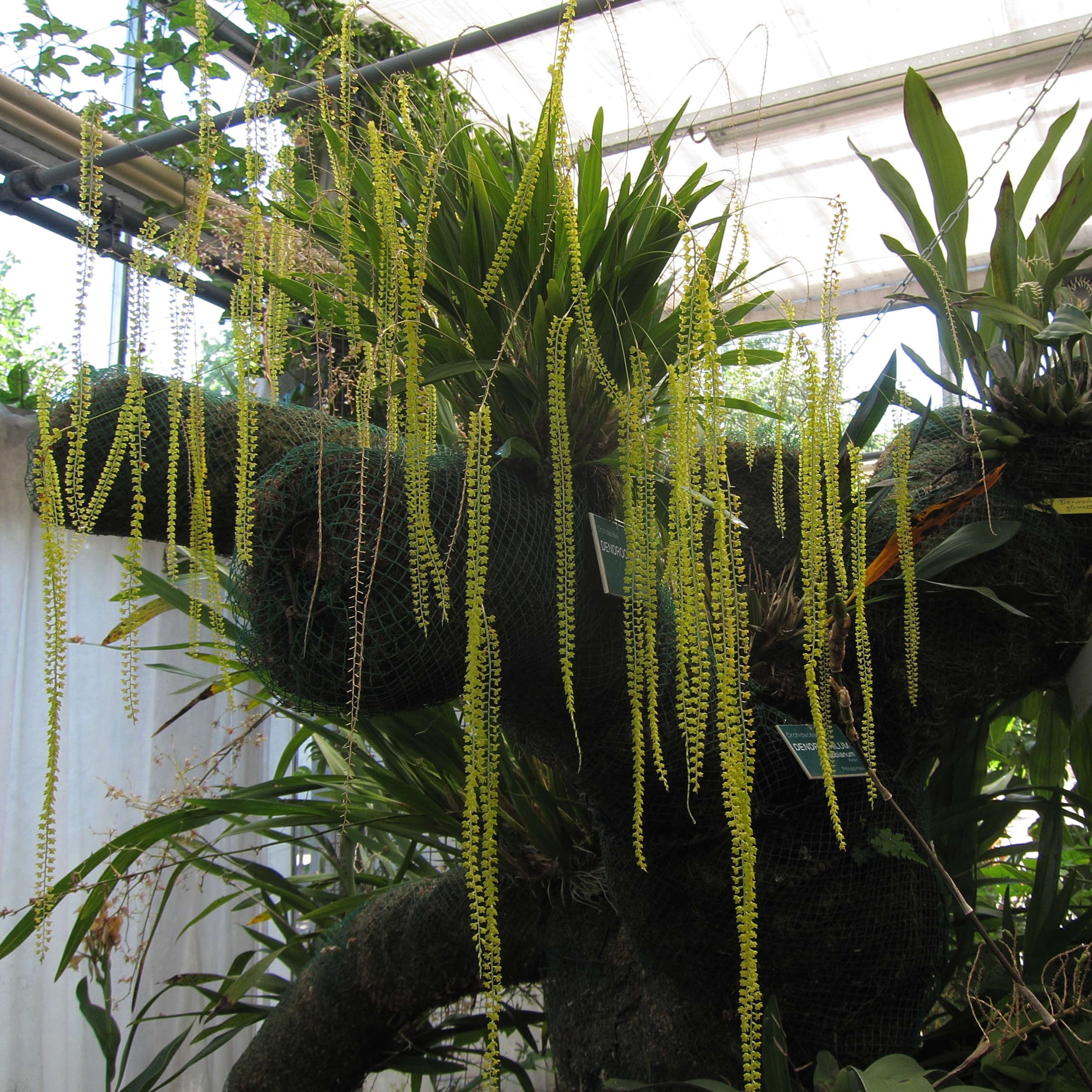 dendrochilum_filiforme1bd