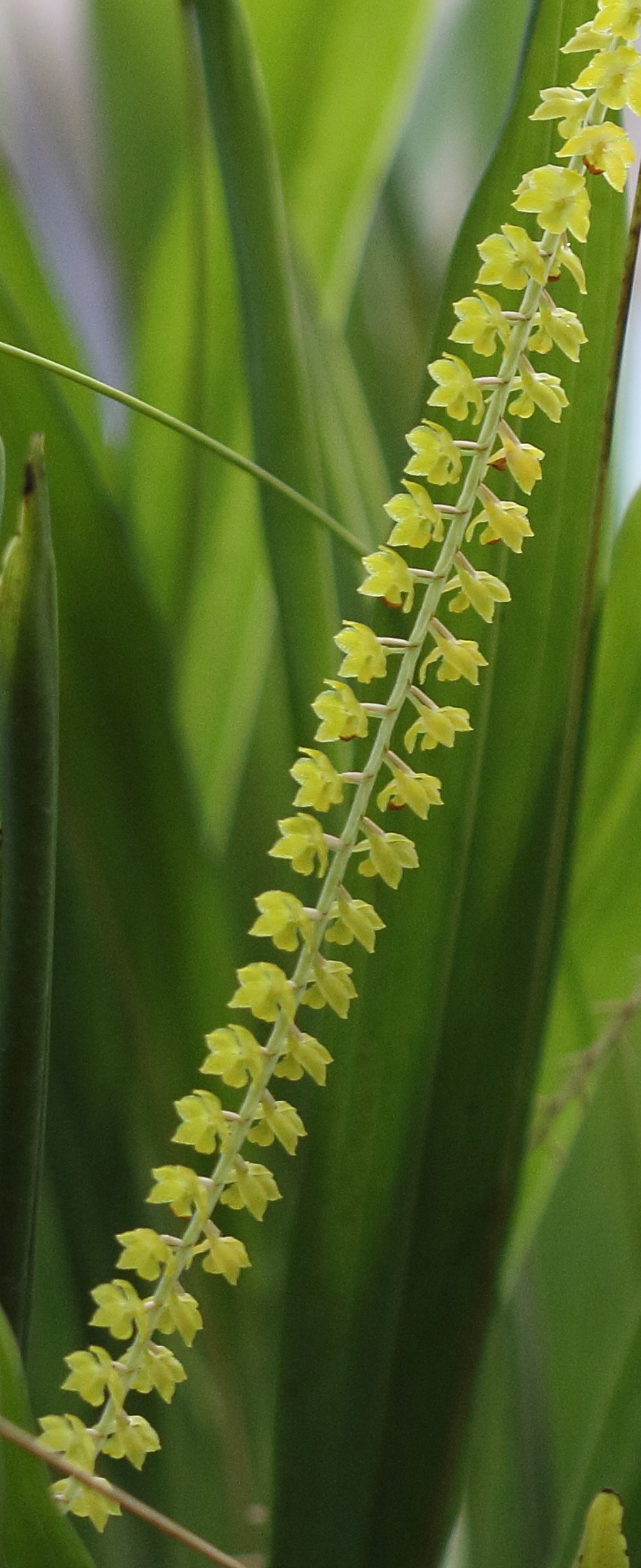 dendrochilum_filiforme2bd