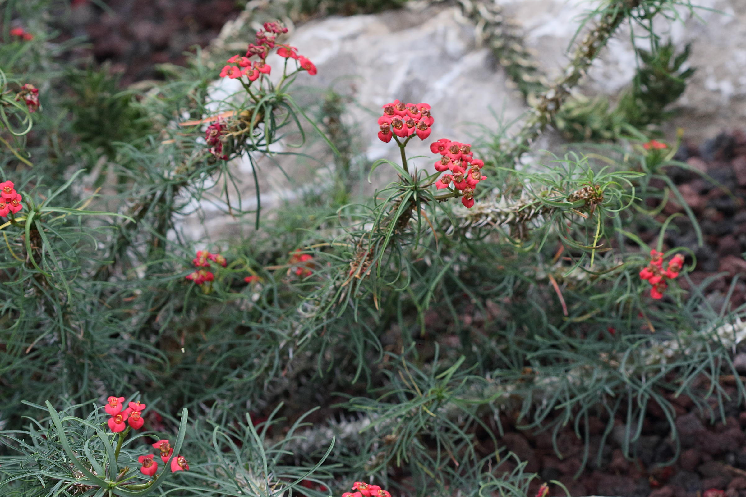 euphorbia_gottlebei1bd