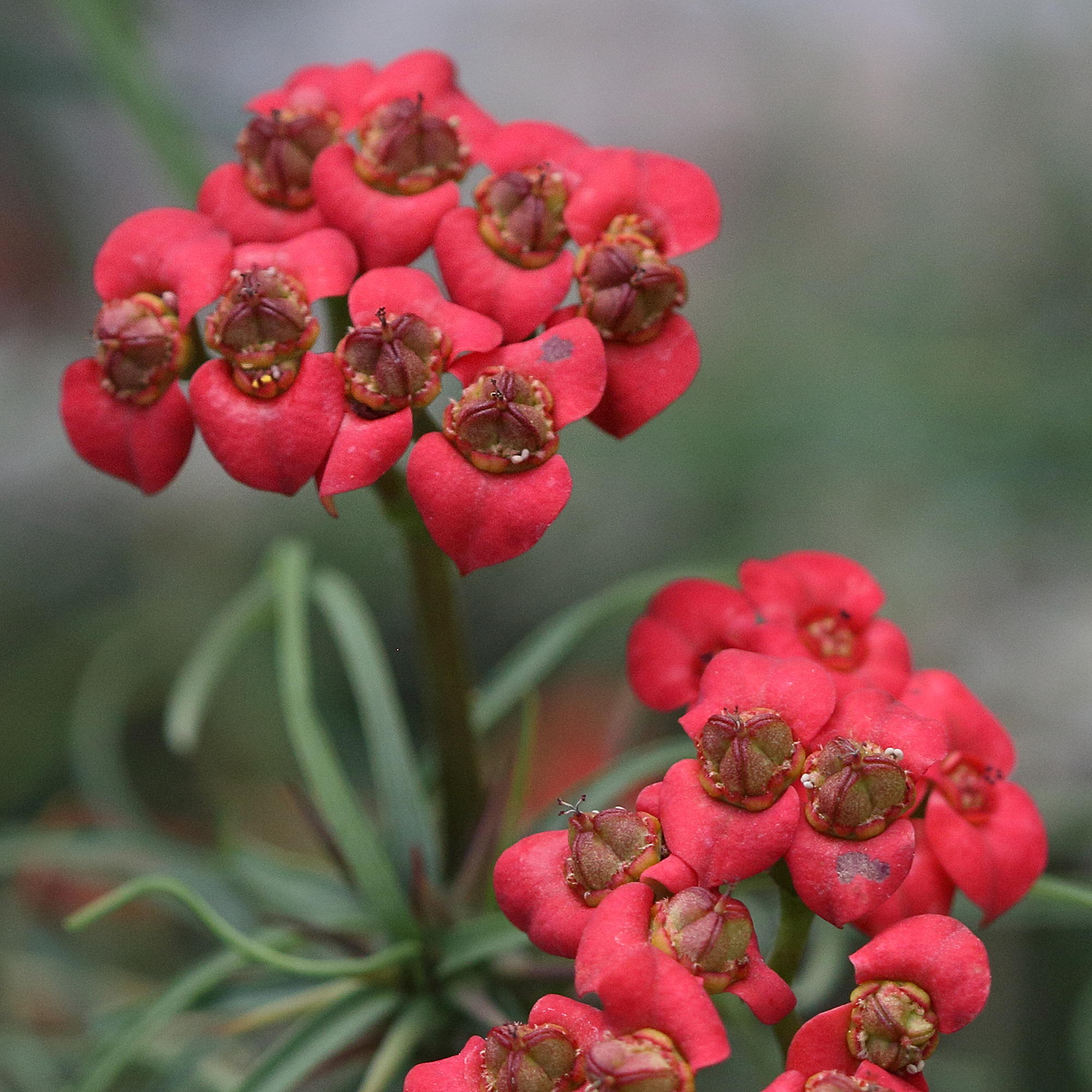 euphorbia_gottlebei2bd