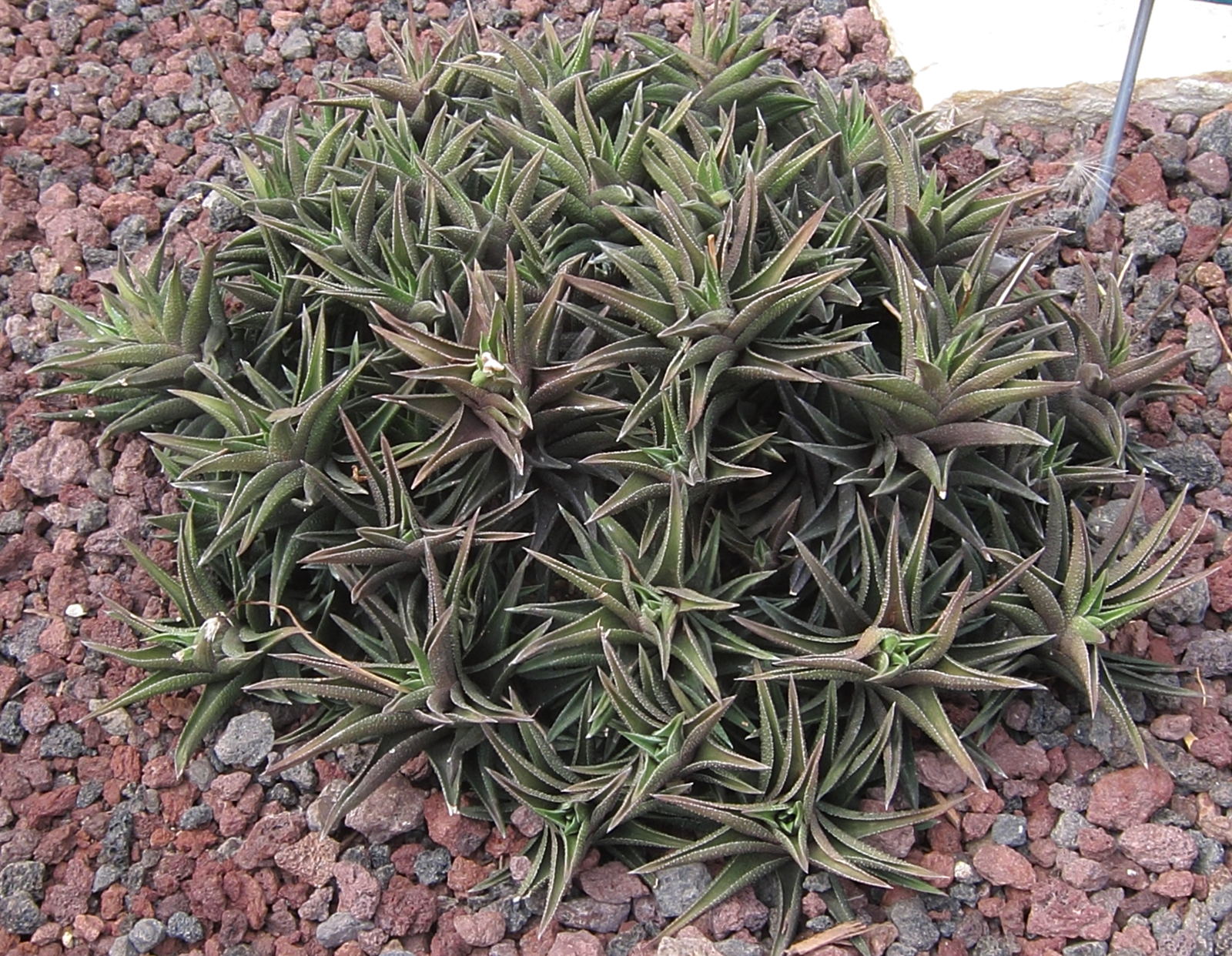 haworthia_fasciata1bd