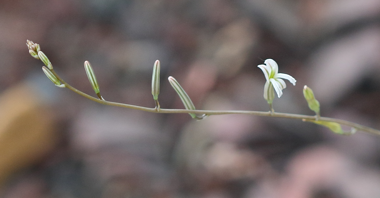 haworthia_fasciata2bd