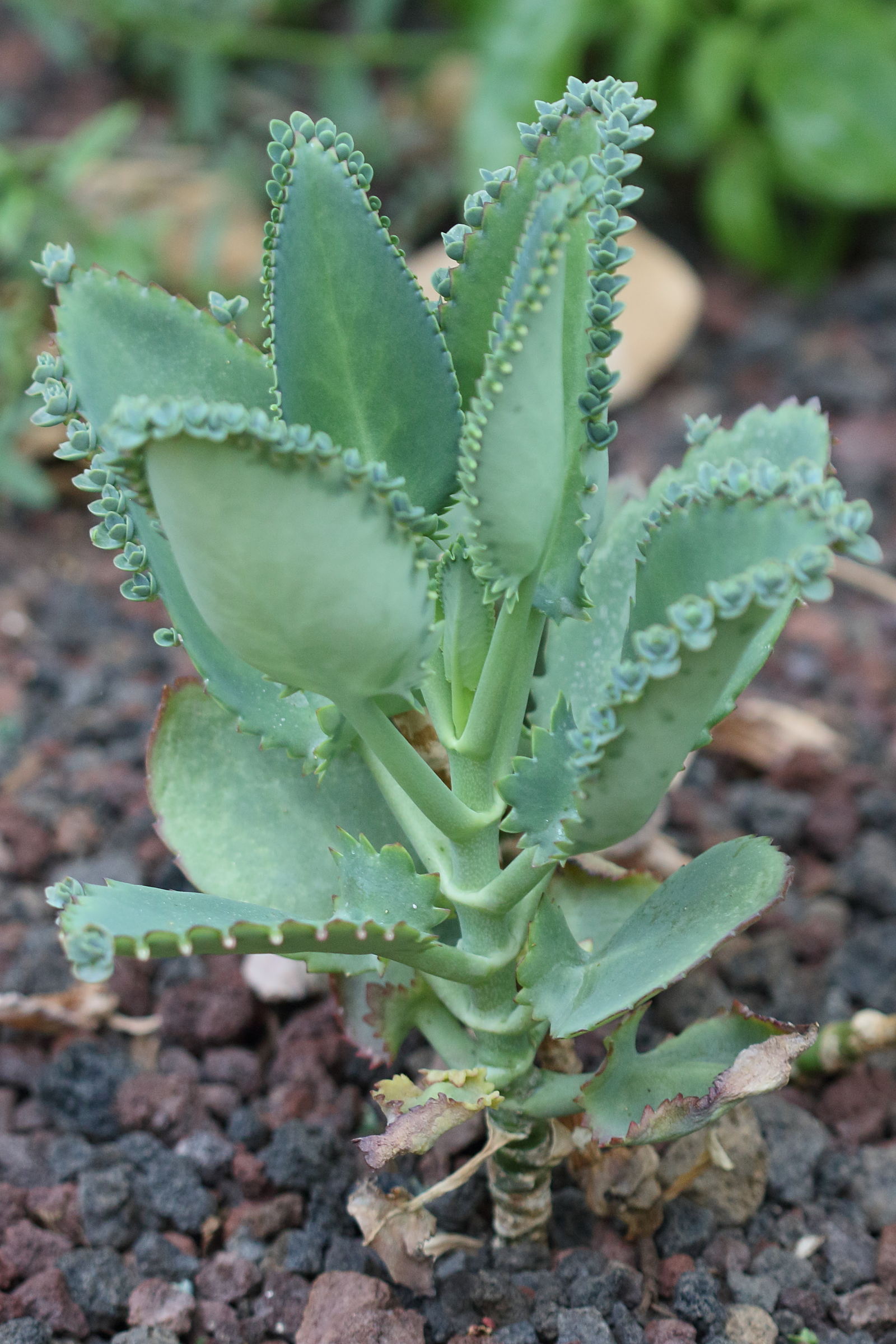kalanchoe_laetivirens1bd
