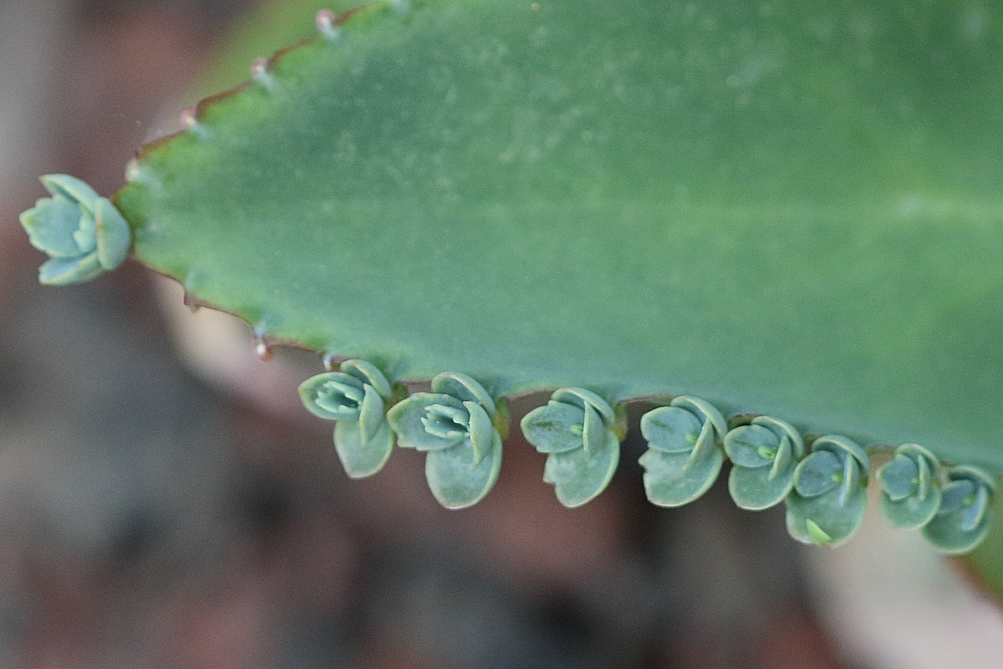 kalanchoe_laetivirens2bd
