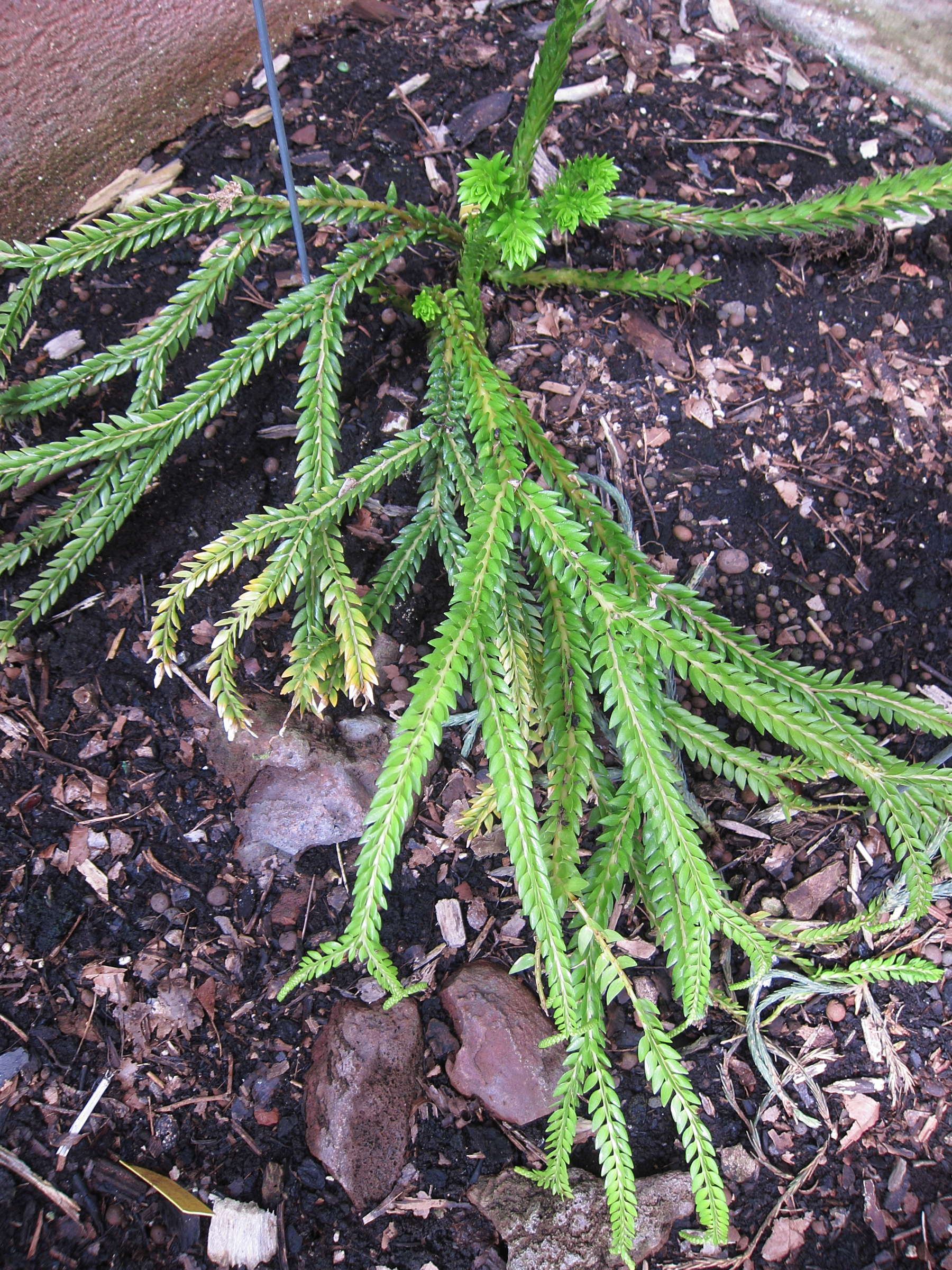 lycopodium_phlegmarioides1bd