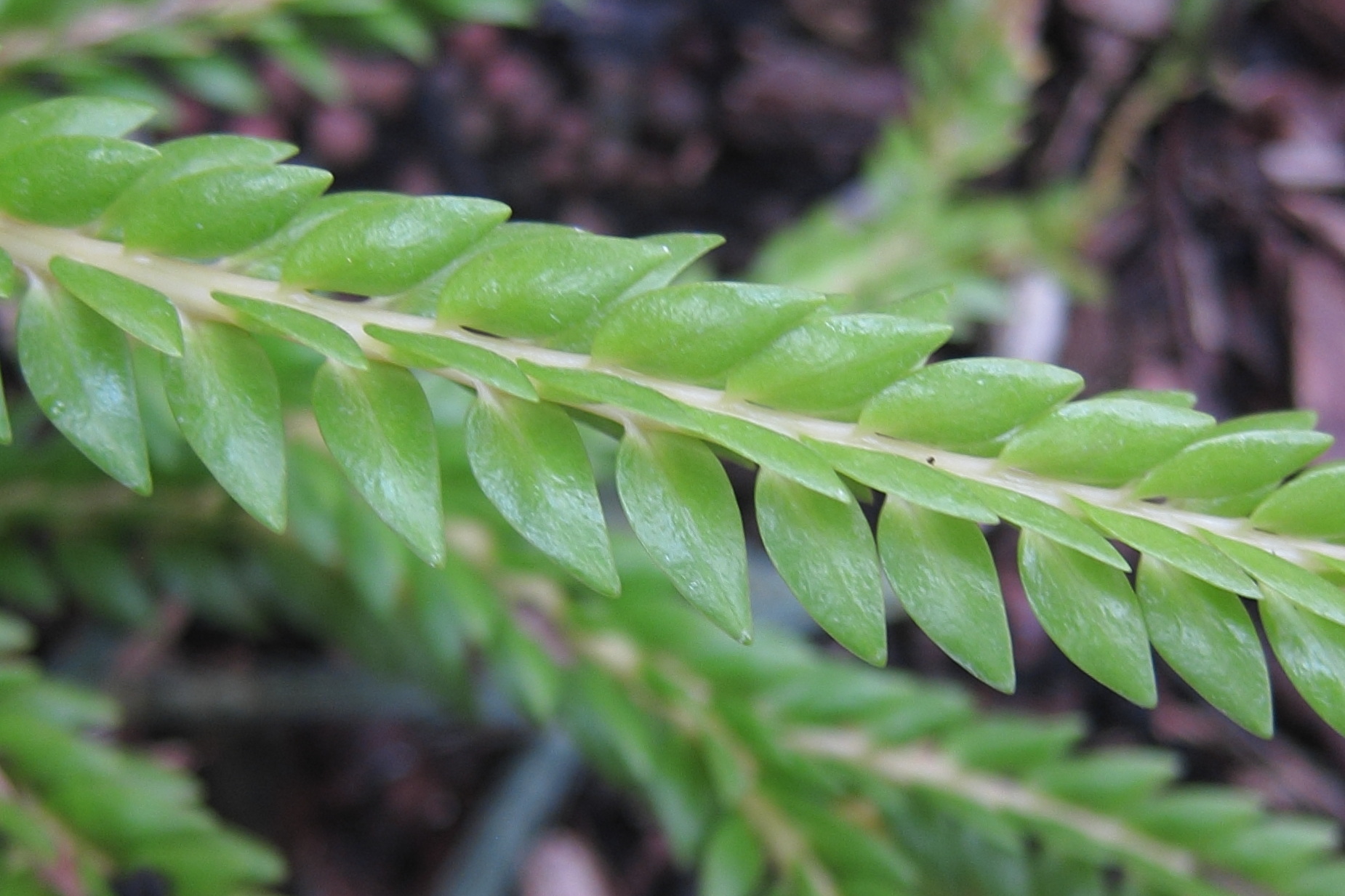 lycopodium_phlegmarioides2bd