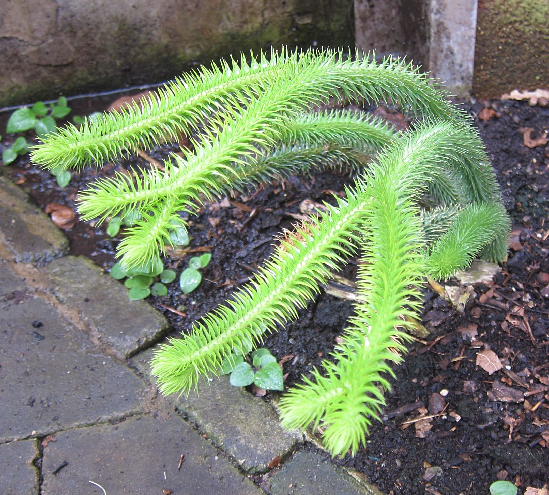 lycopodium_squarrosum1bd