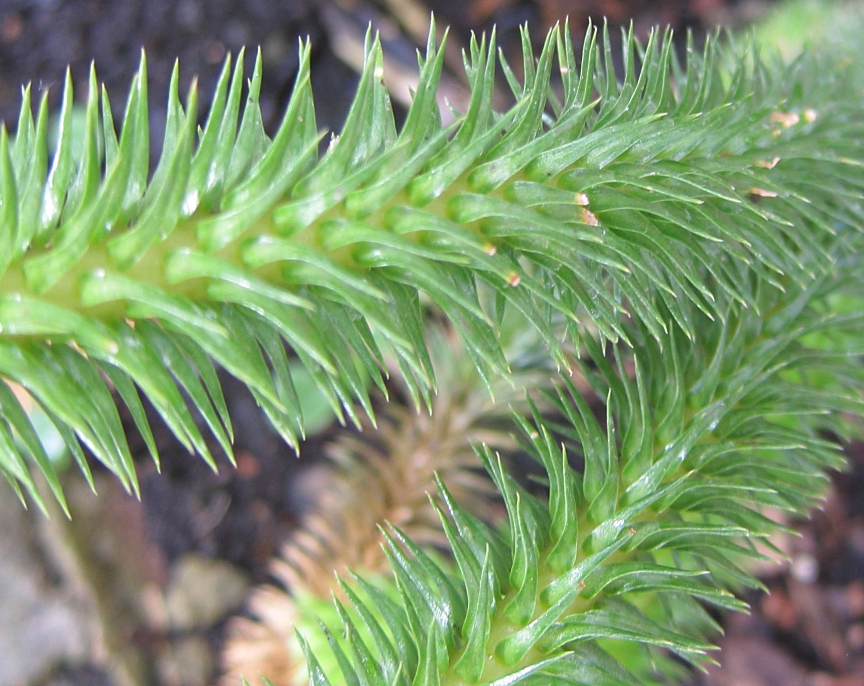 lycopodium_squarrosum2bd