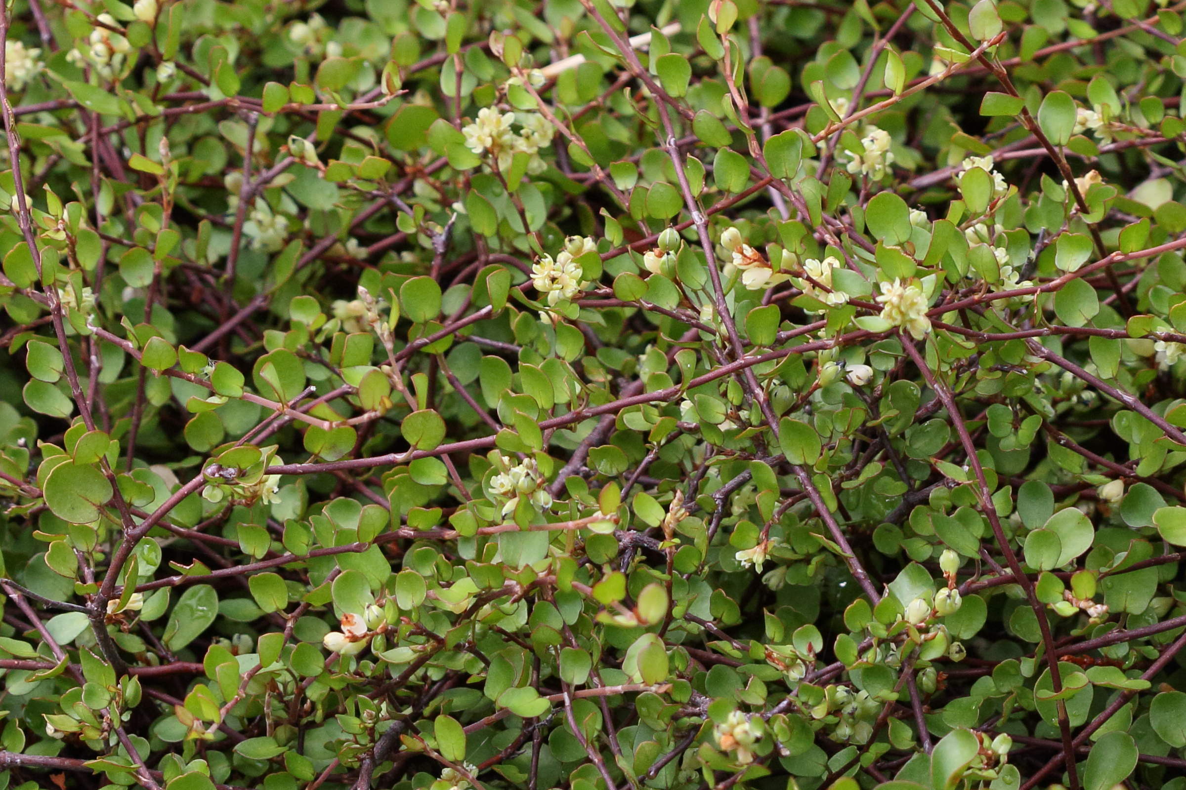 muehlenbeckia_axillaris1bd