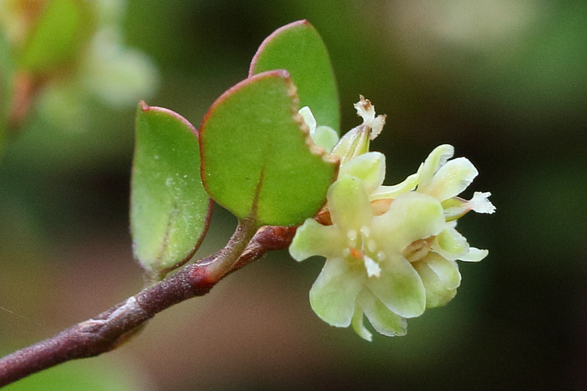 muehlenbeckia_axillaris2bd