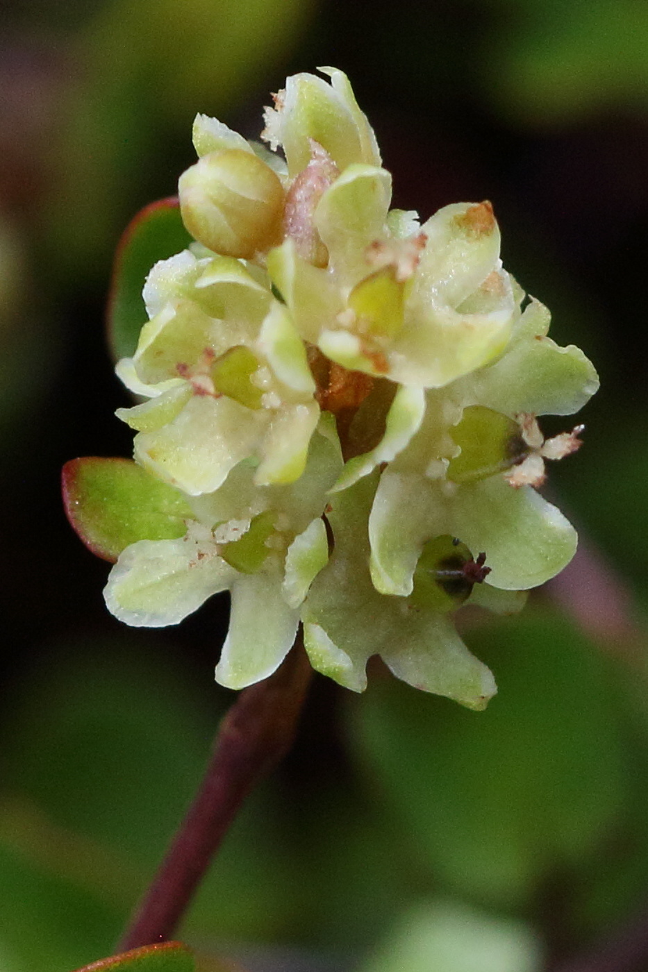 muehlenbeckia_axillaris3bd