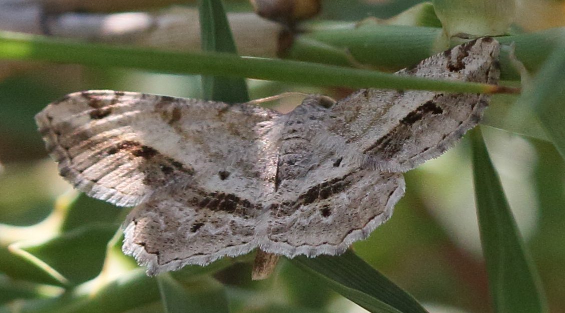 chiasmia_aestimaria2bd