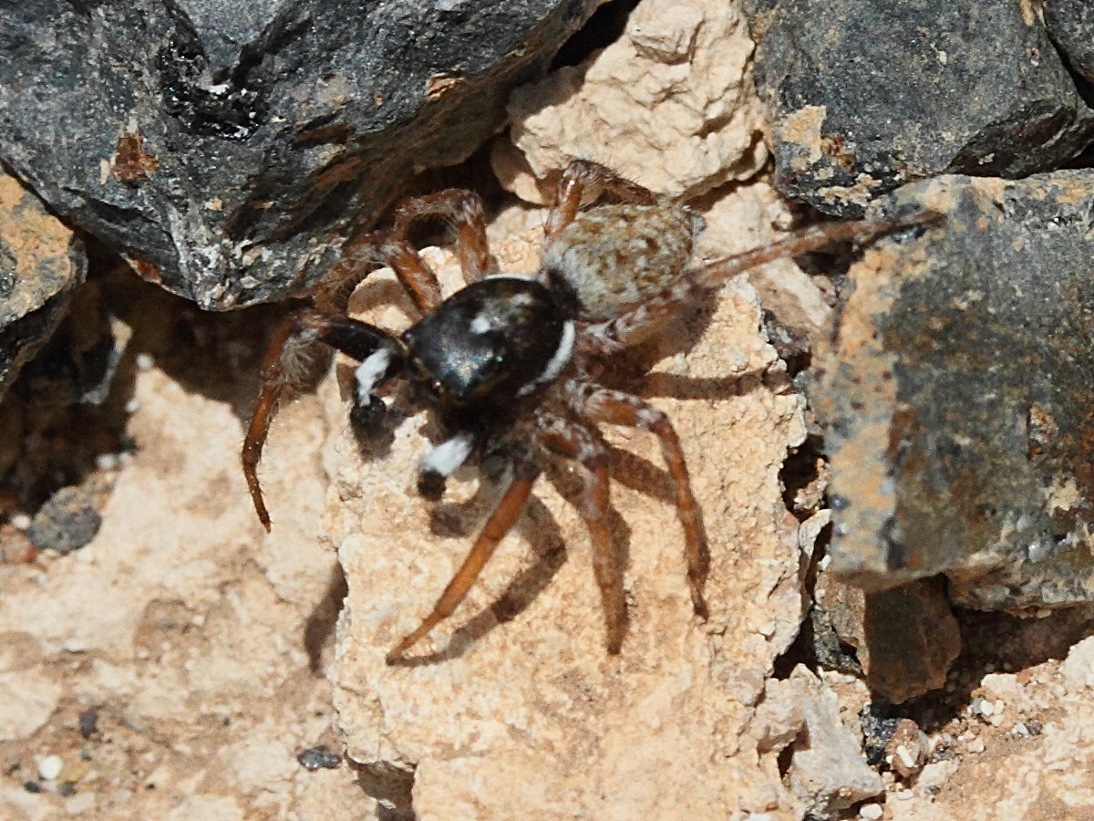 menemerus_semilimbatus3md