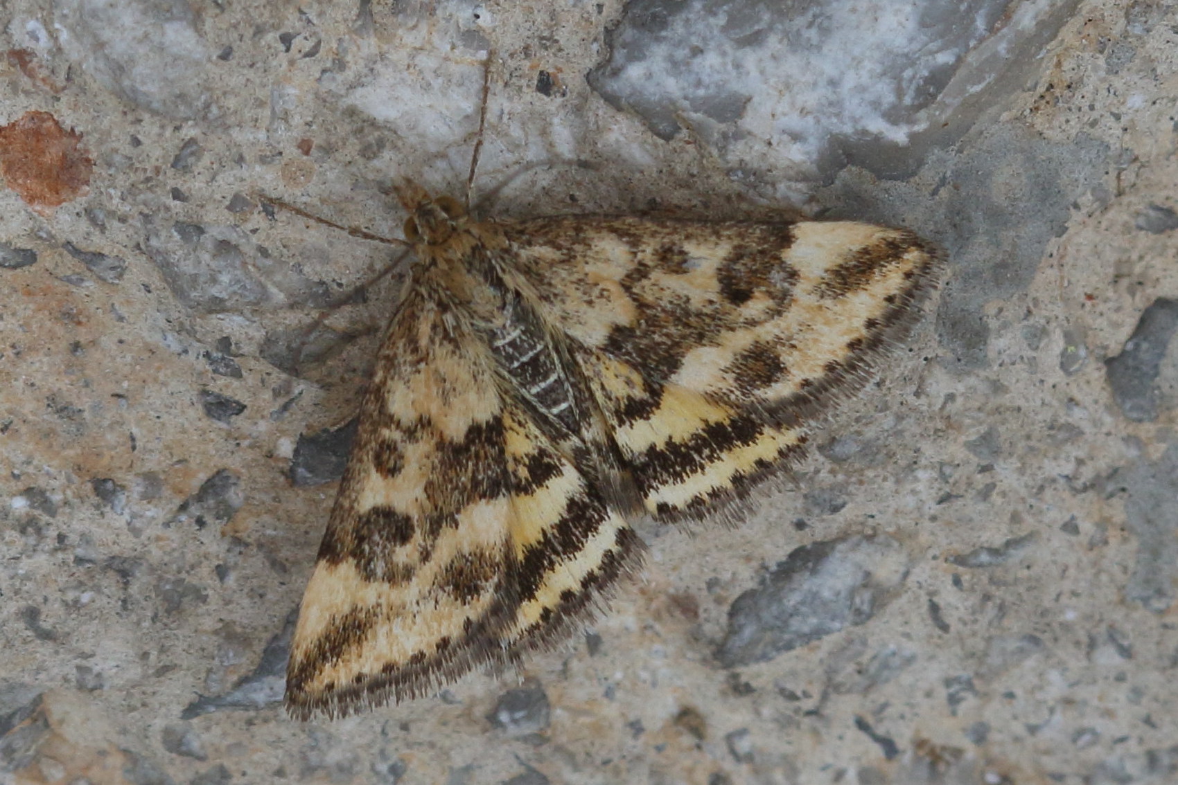 pyrausta_despicata8bd