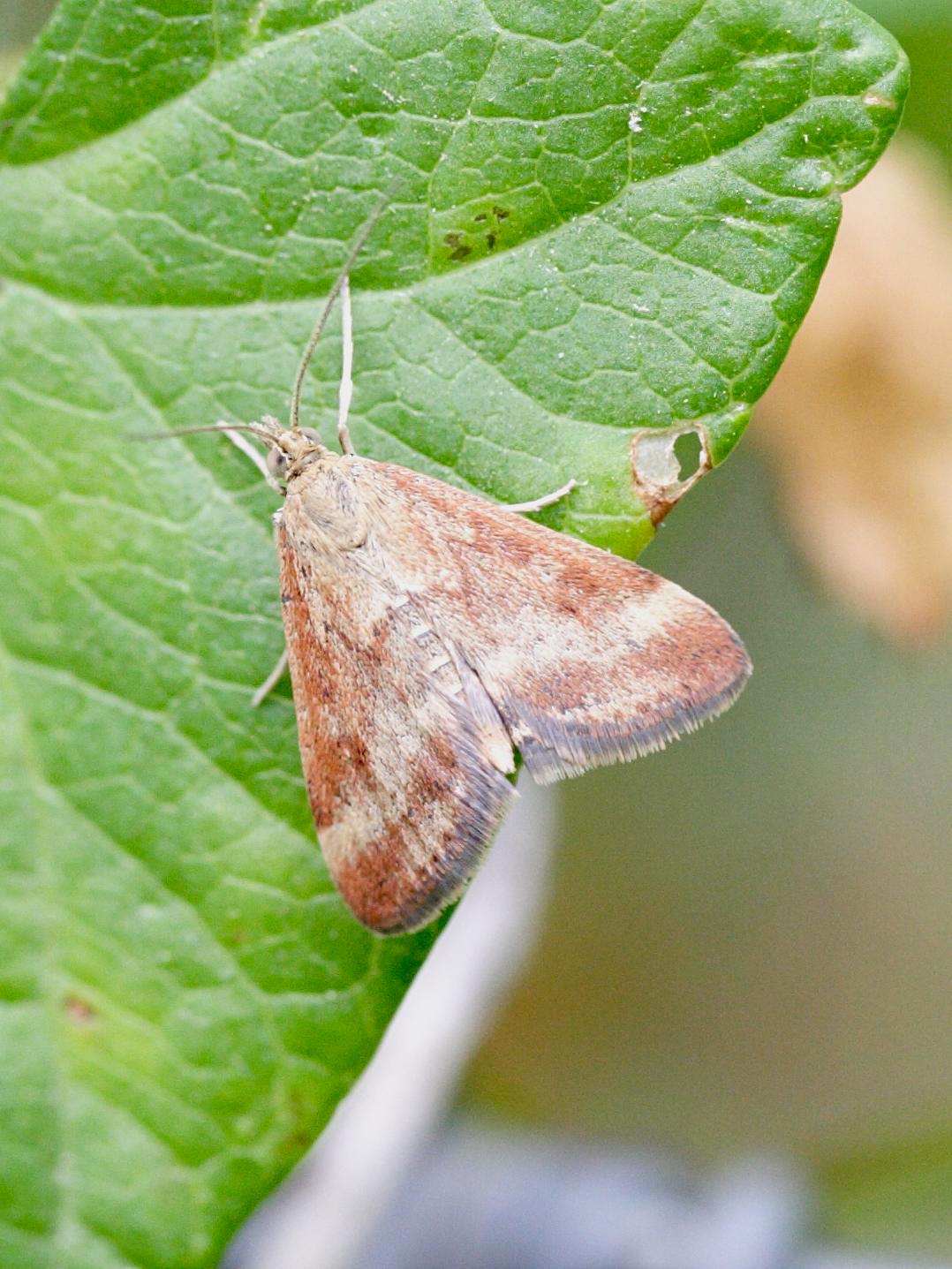 pyrausta_despicata9md