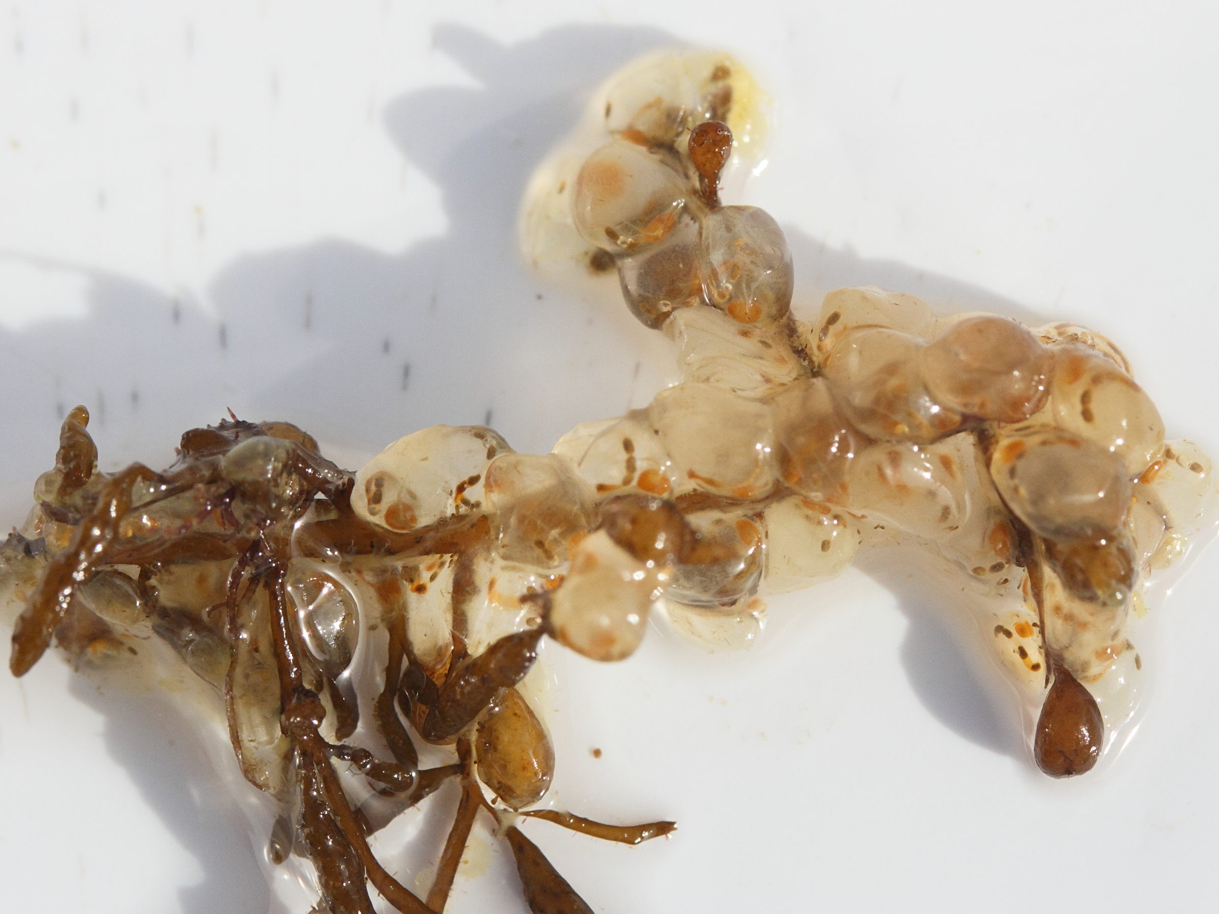 perophora_listeri1md