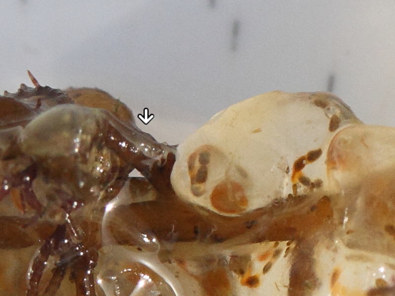 perophora_listeri2md