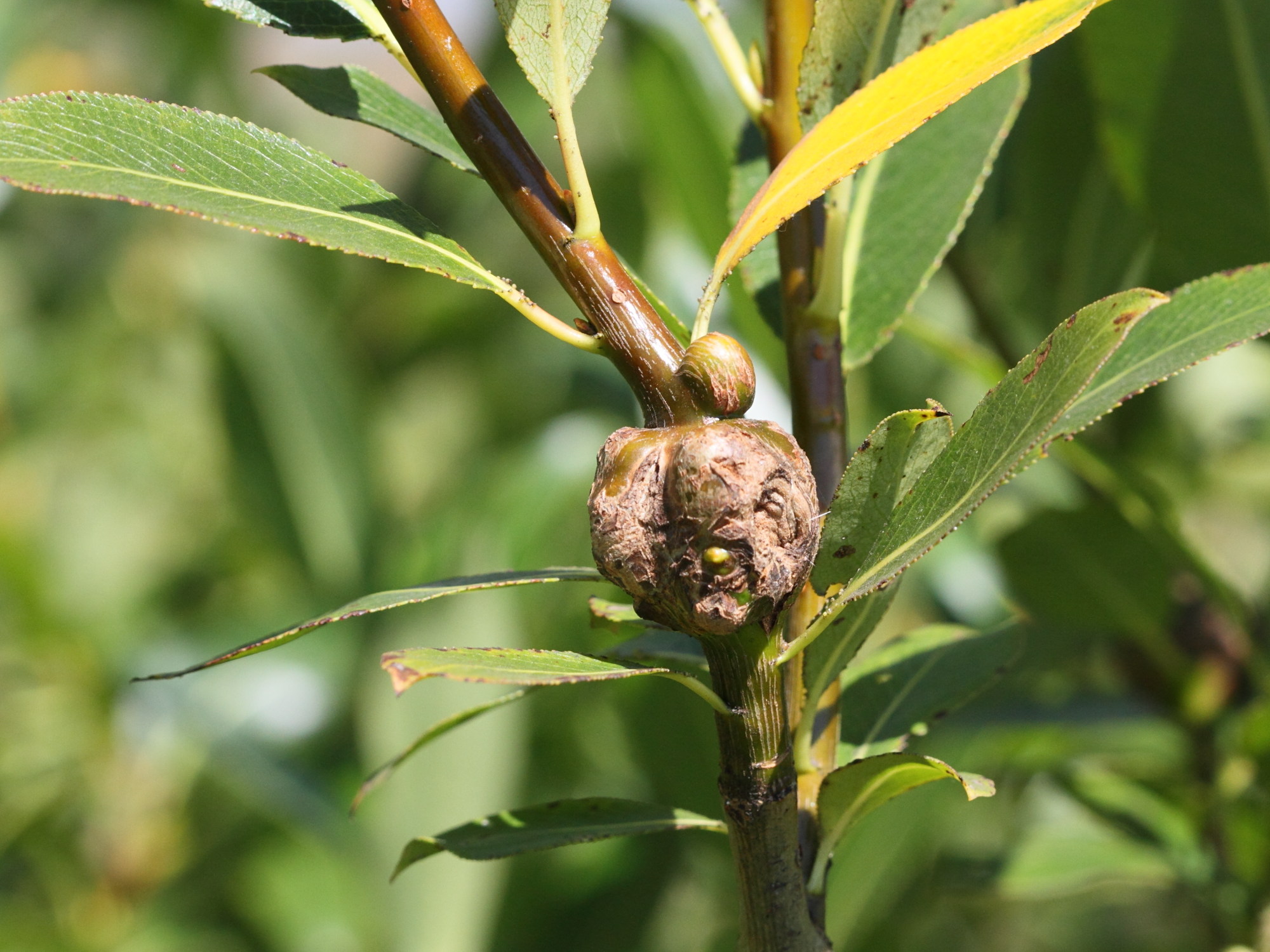 rabdophaga_salicis_galle3md