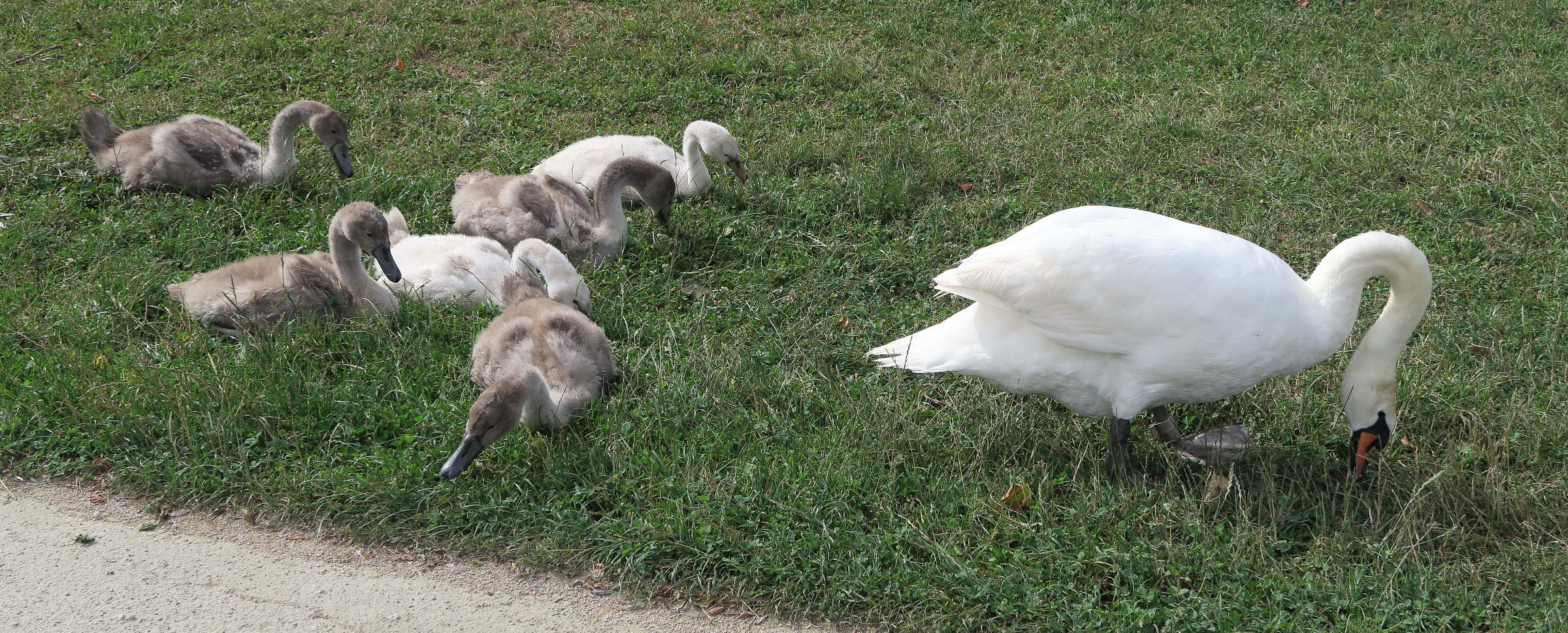 cygne_tubercule_-_cygnus_olor9md