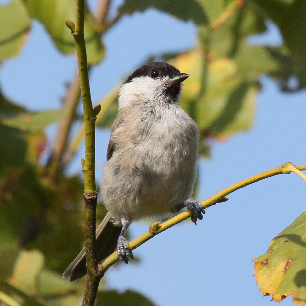 mesange_nonnette_-_poecile_palustris4bd