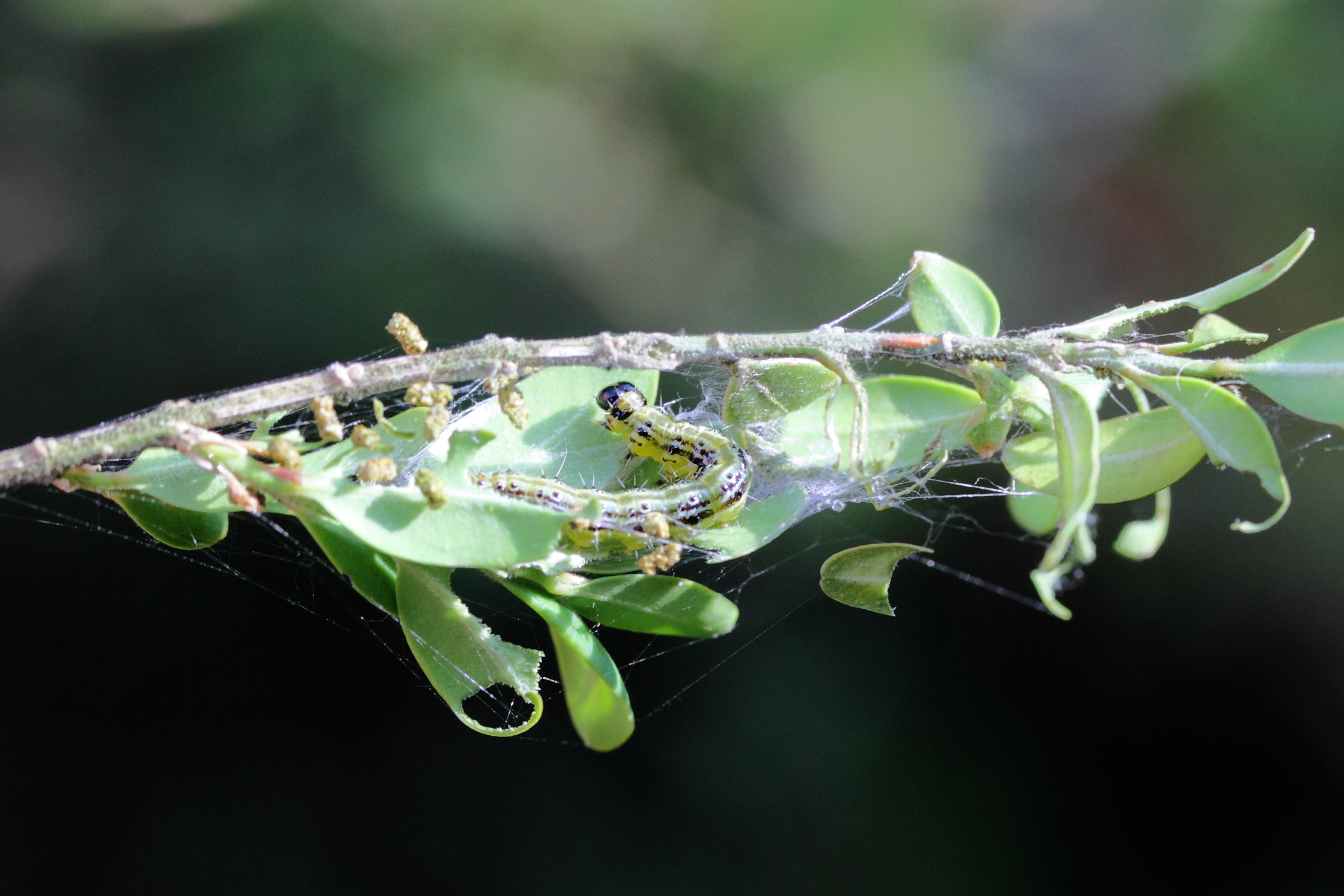 cydalima_perspectalis_ch1md