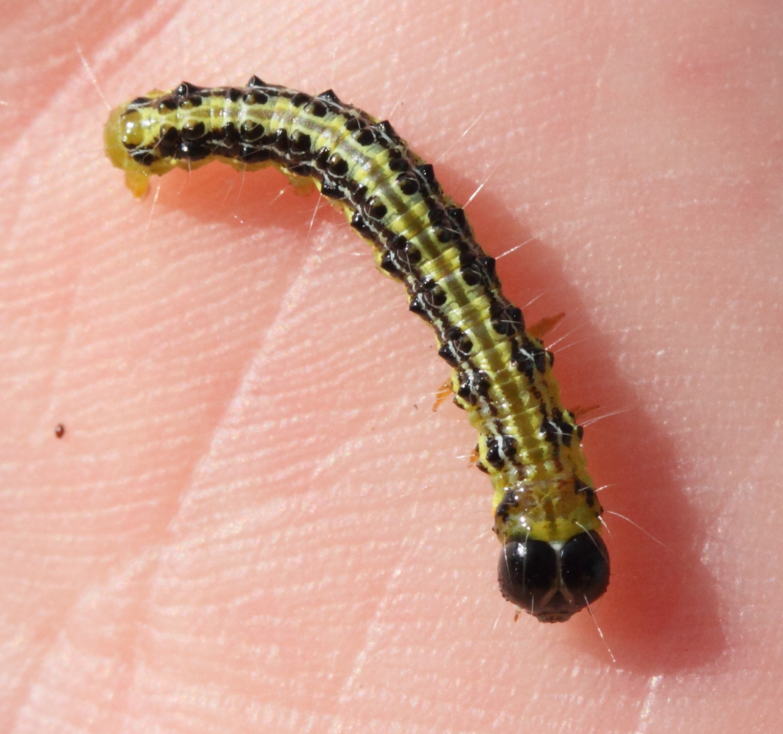 cydalima_perspectalis_ch2md