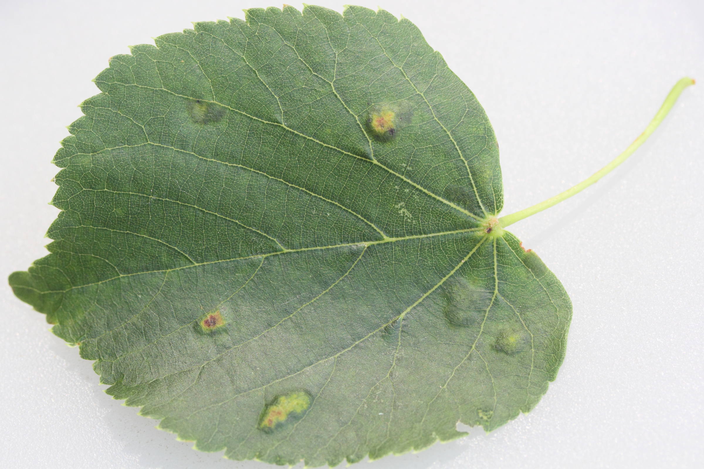 Afficher le média eriophyes_leiosoma_galle1md eriophyes_leiosoma_galle1md