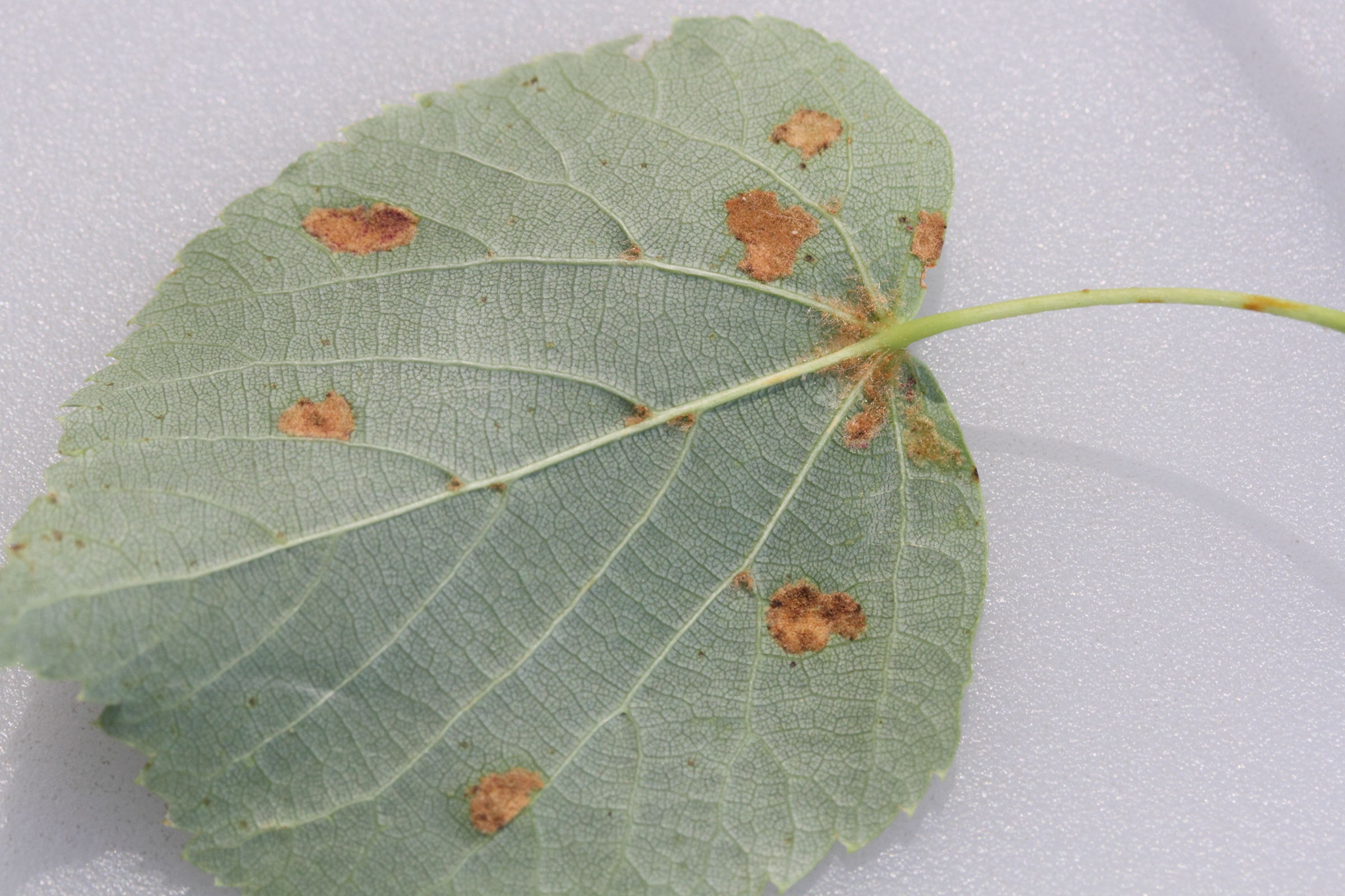 Afficher le média eriophyes_leiosoma_galle2md eriophyes_leiosoma_galle2md