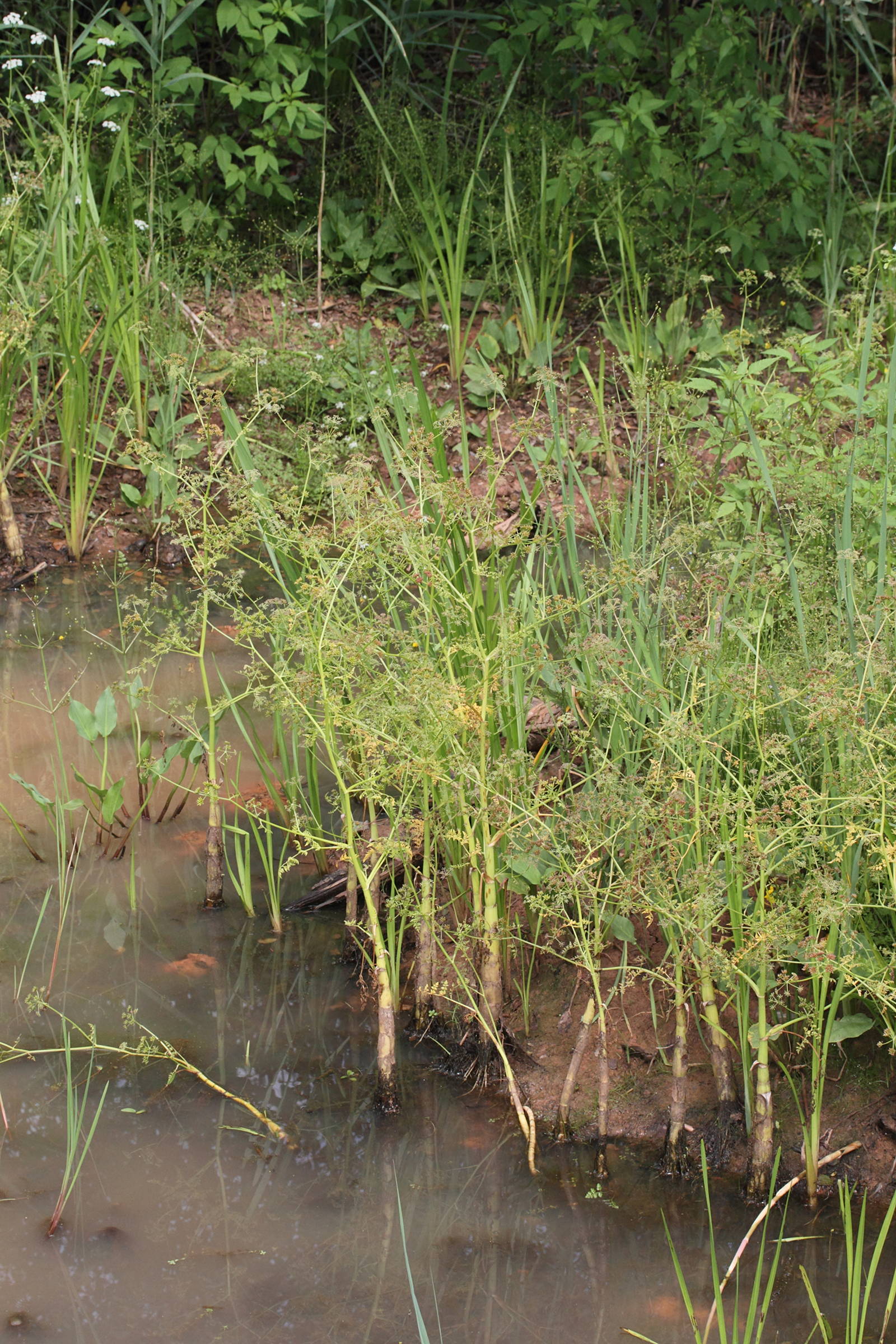 Afficher le média oenanthe_aquatica1md oenanthe_aquatica1md