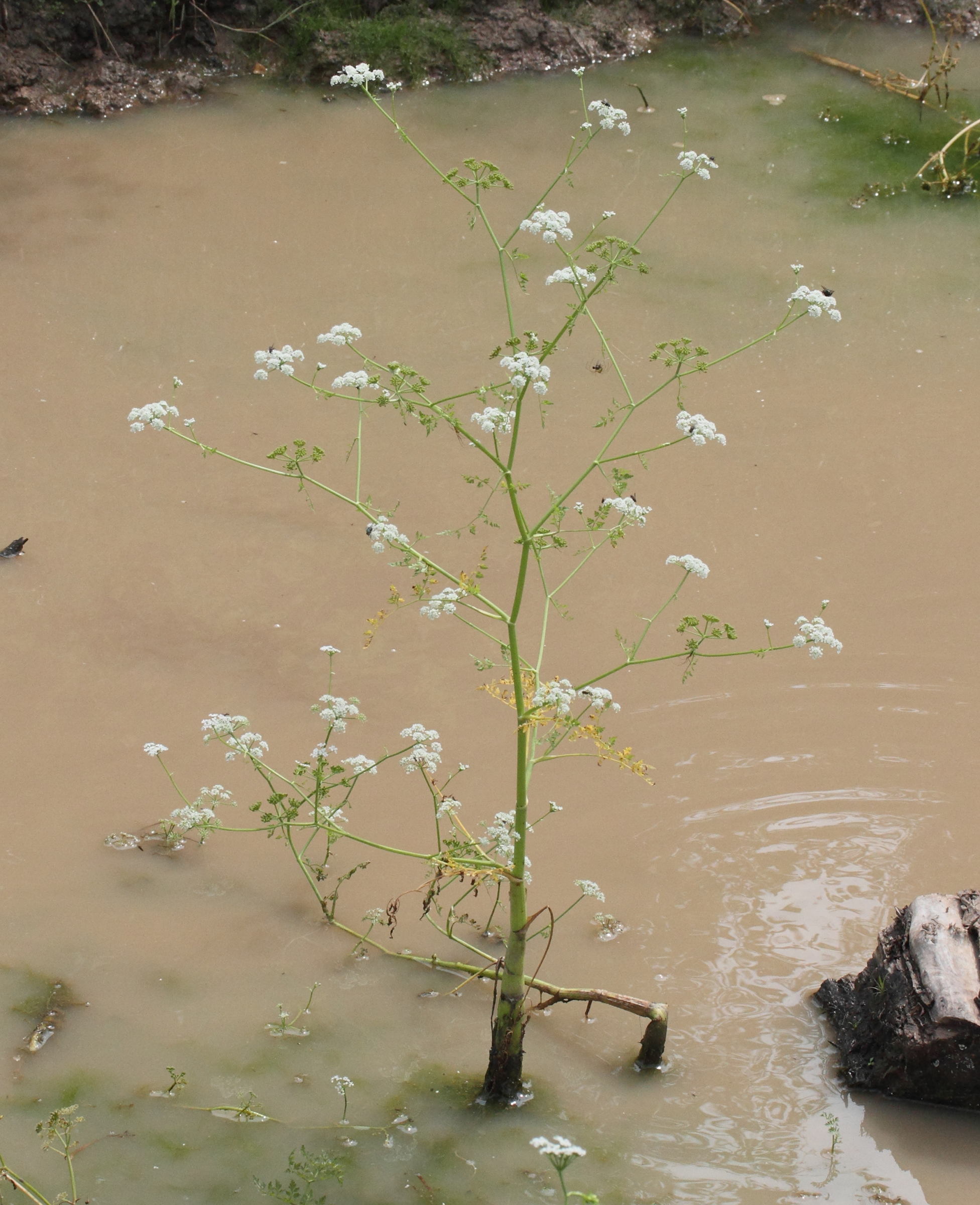 Afficher le média oenanthe_aquatica2md oenanthe_aquatica2md