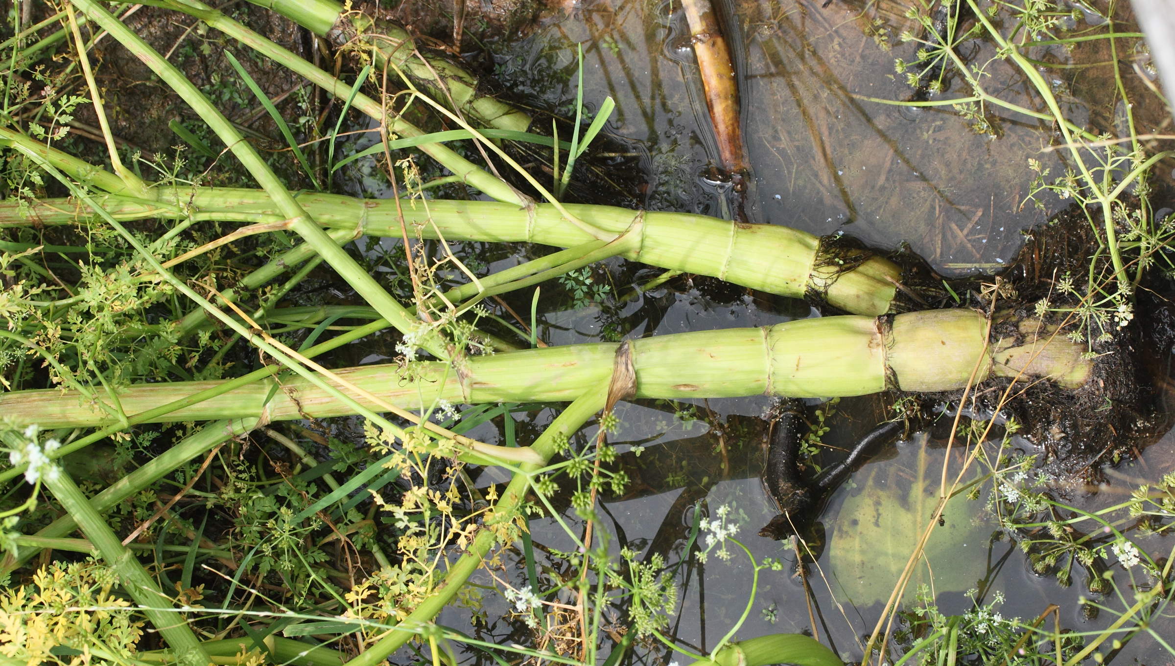 Afficher le média oenanthe_aquatica3md oenanthe_aquatica3md