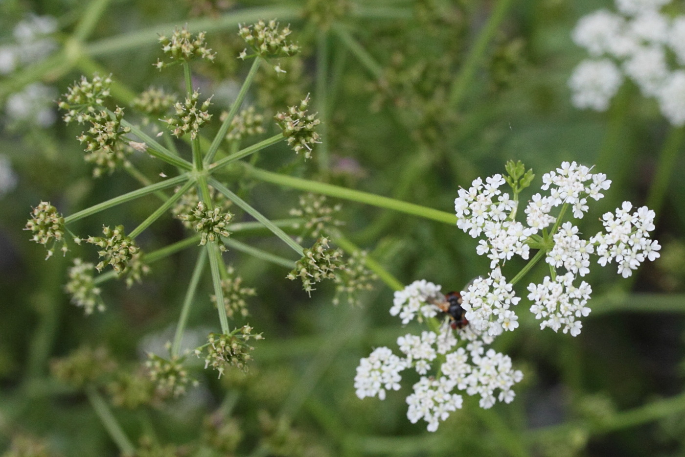 Afficher le média oenanthe_aquatica4md oenanthe_aquatica4md