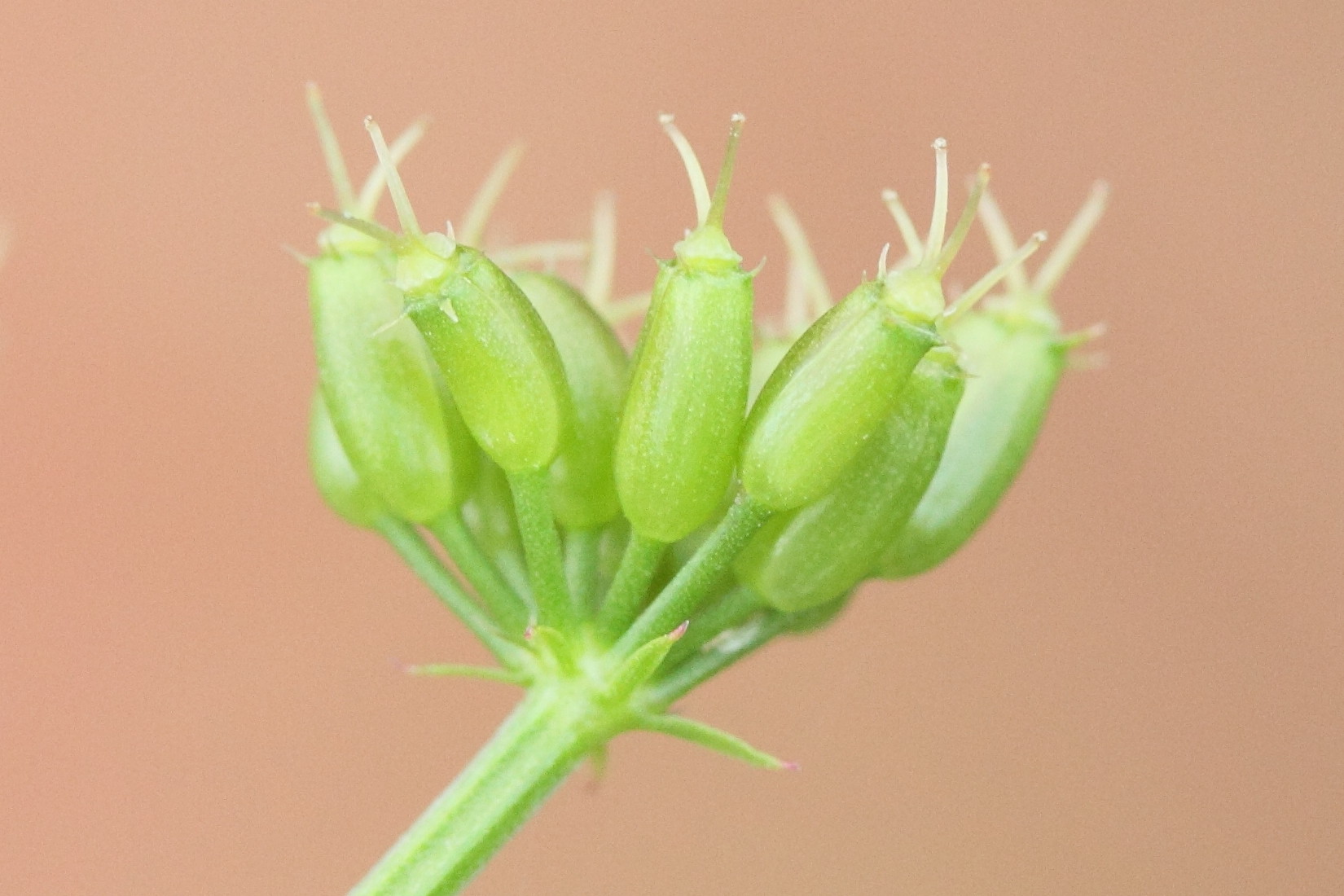 Afficher le média oenanthe_aquatica5md oenanthe_aquatica5md