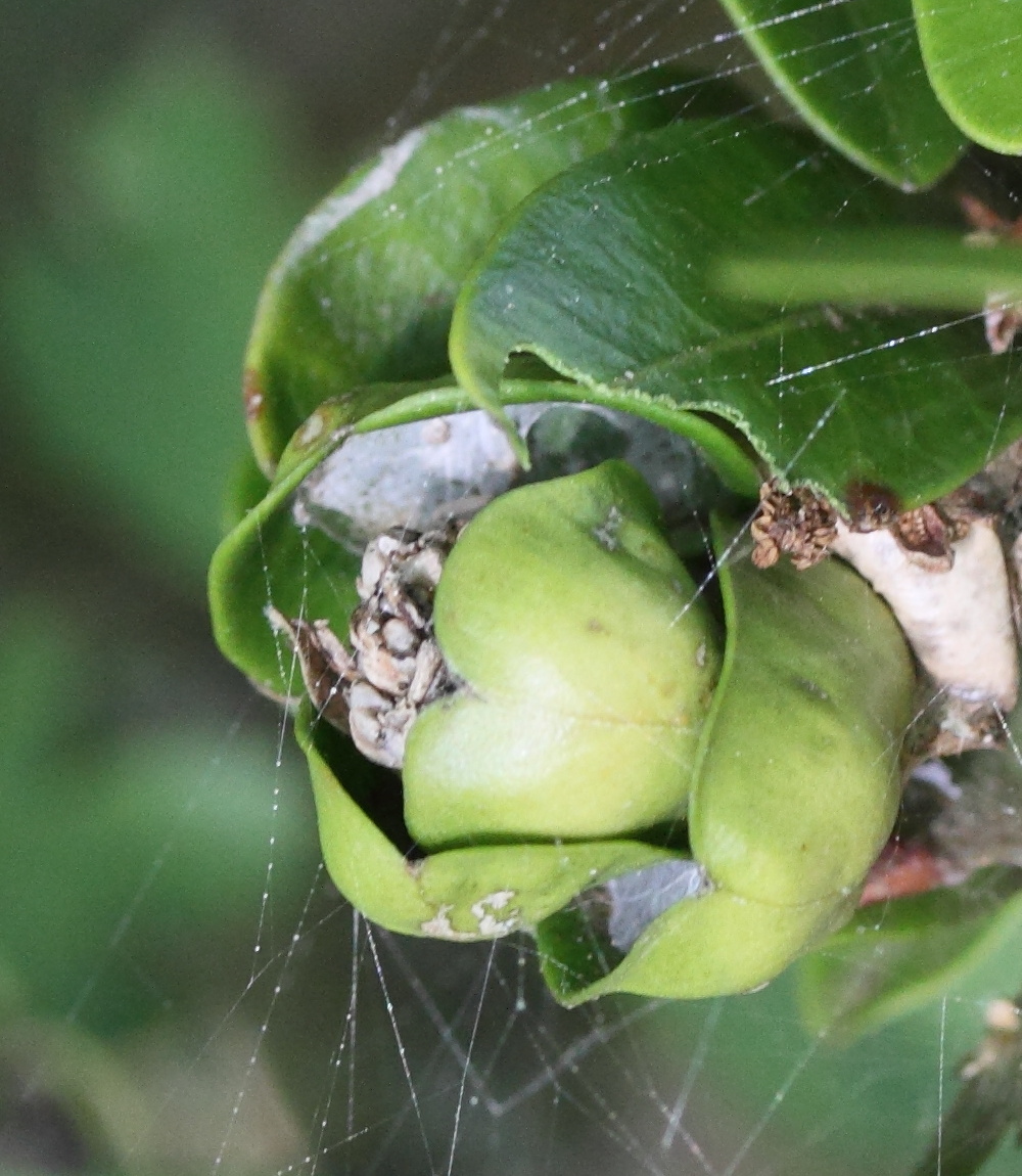 psylla_buxi_galle1md