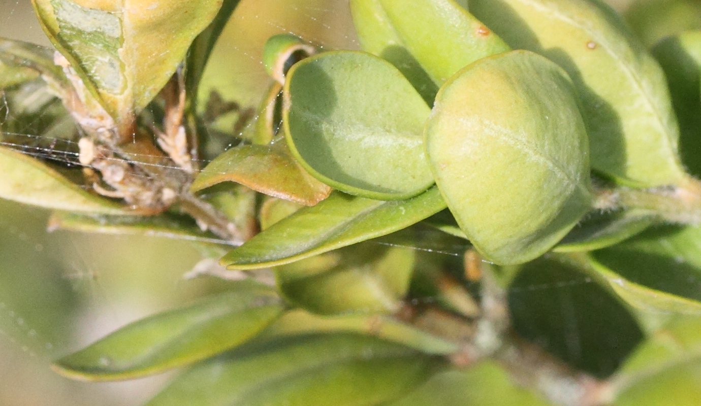 psylla_buxi_galle2md