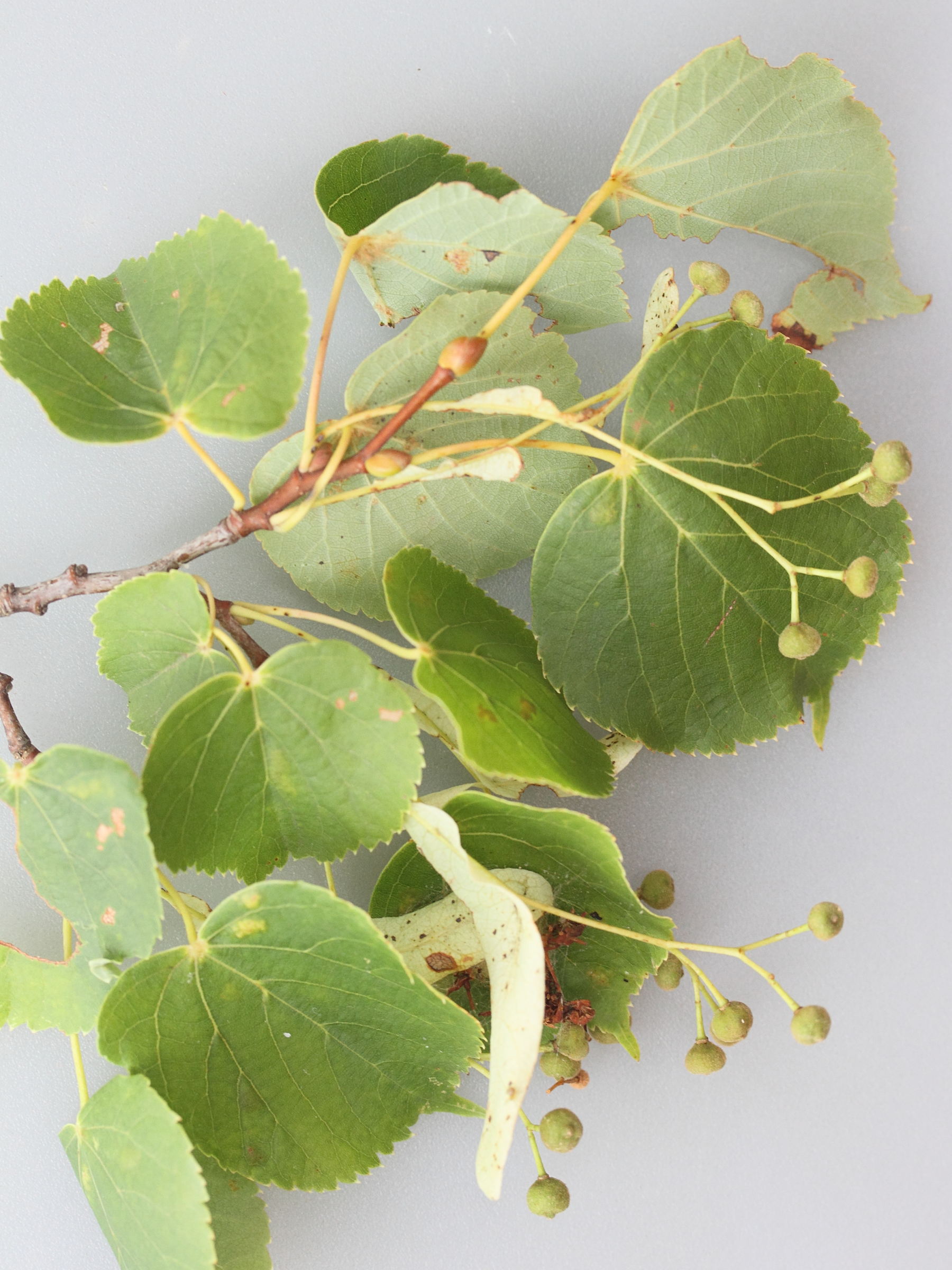 tilia_cordata5md