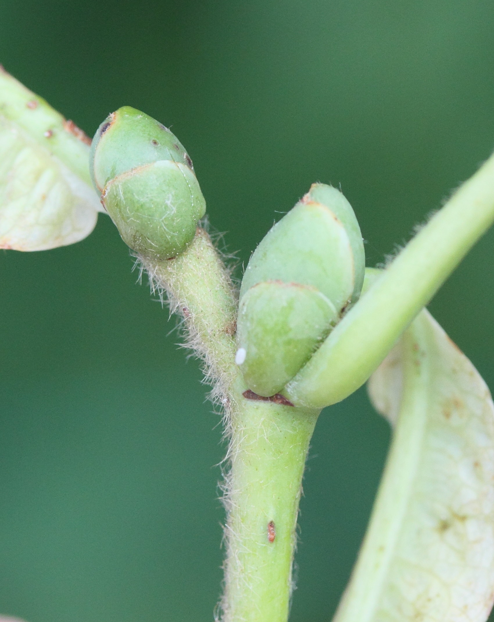 Afficher le média tilia_platyphyllos6md tilia_platyphyllos6md