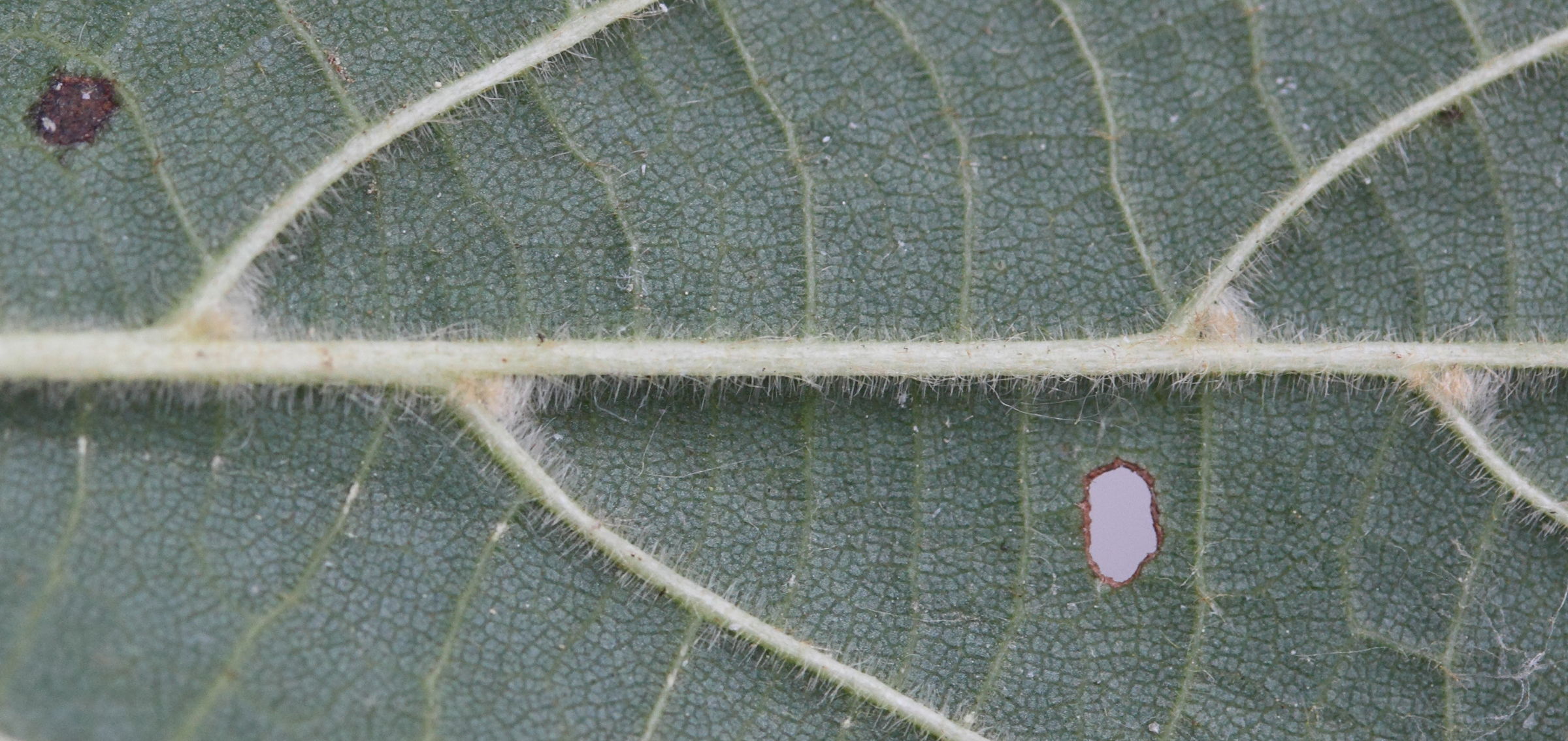 Afficher le média tilia_platyphyllos8md tilia_platyphyllos8md