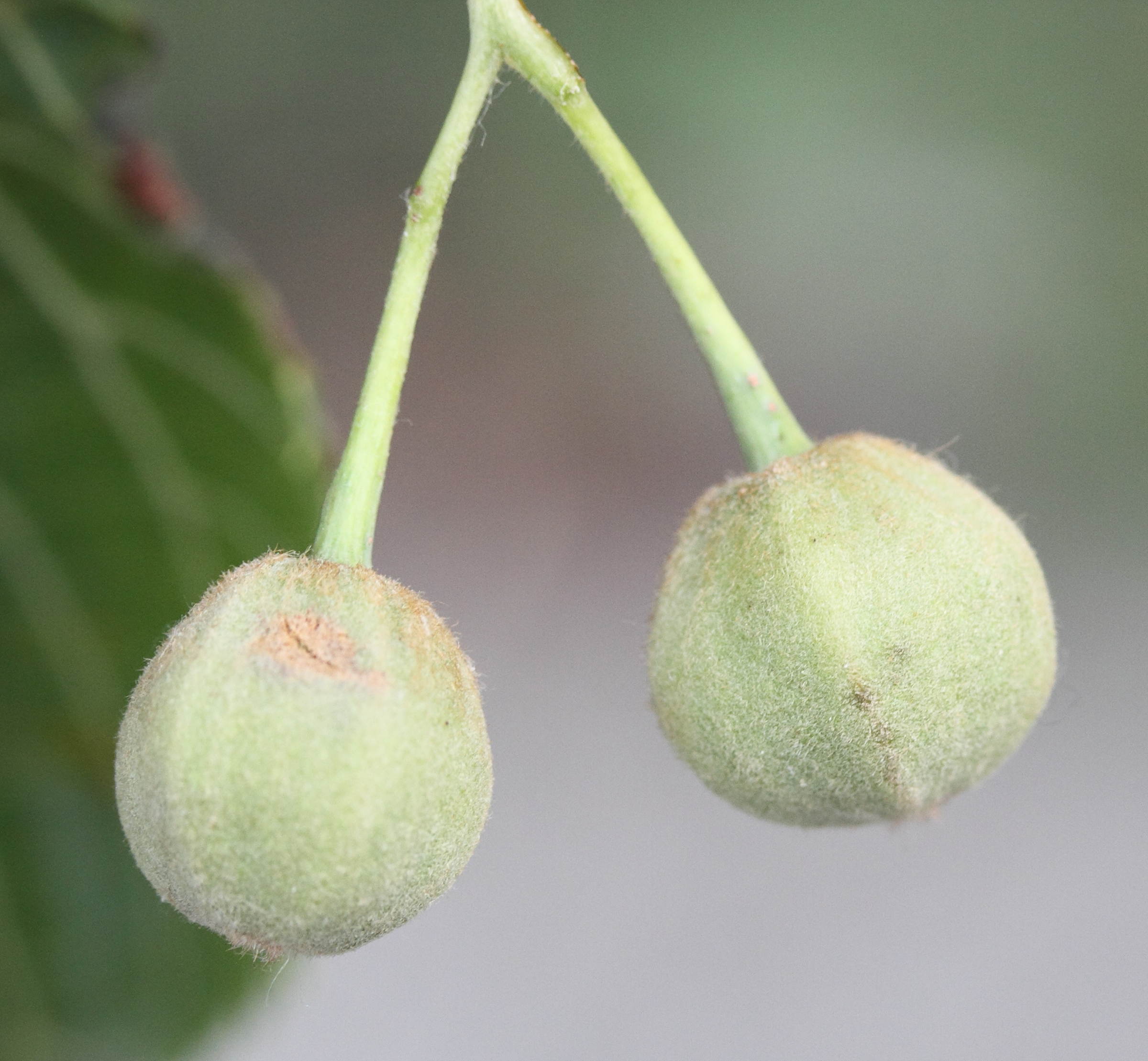 Afficher le média tilia_platyphyllos9md tilia_platyphyllos9md